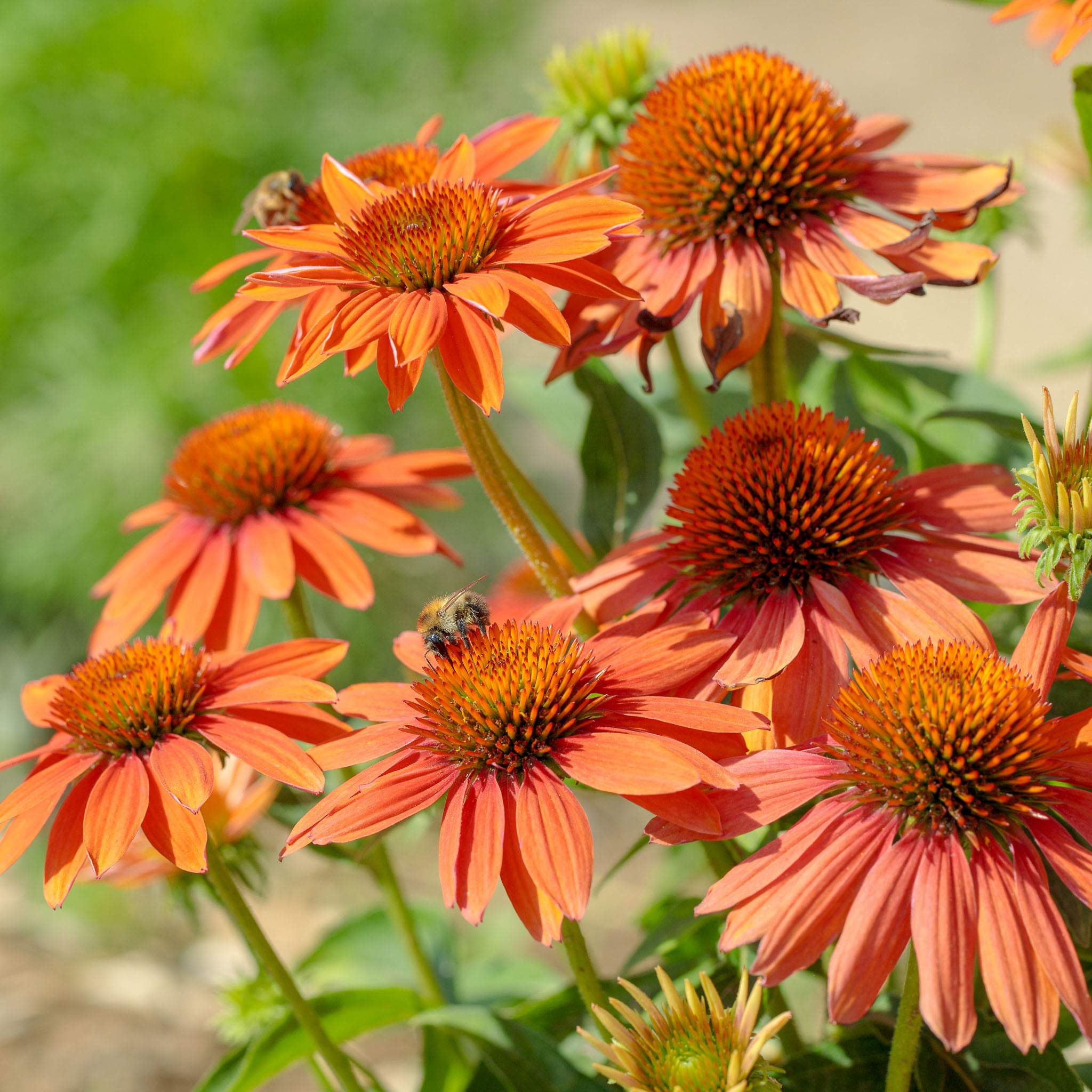 Purpur-Sonnenhut 'Prairie Blaze Orange Sunset'