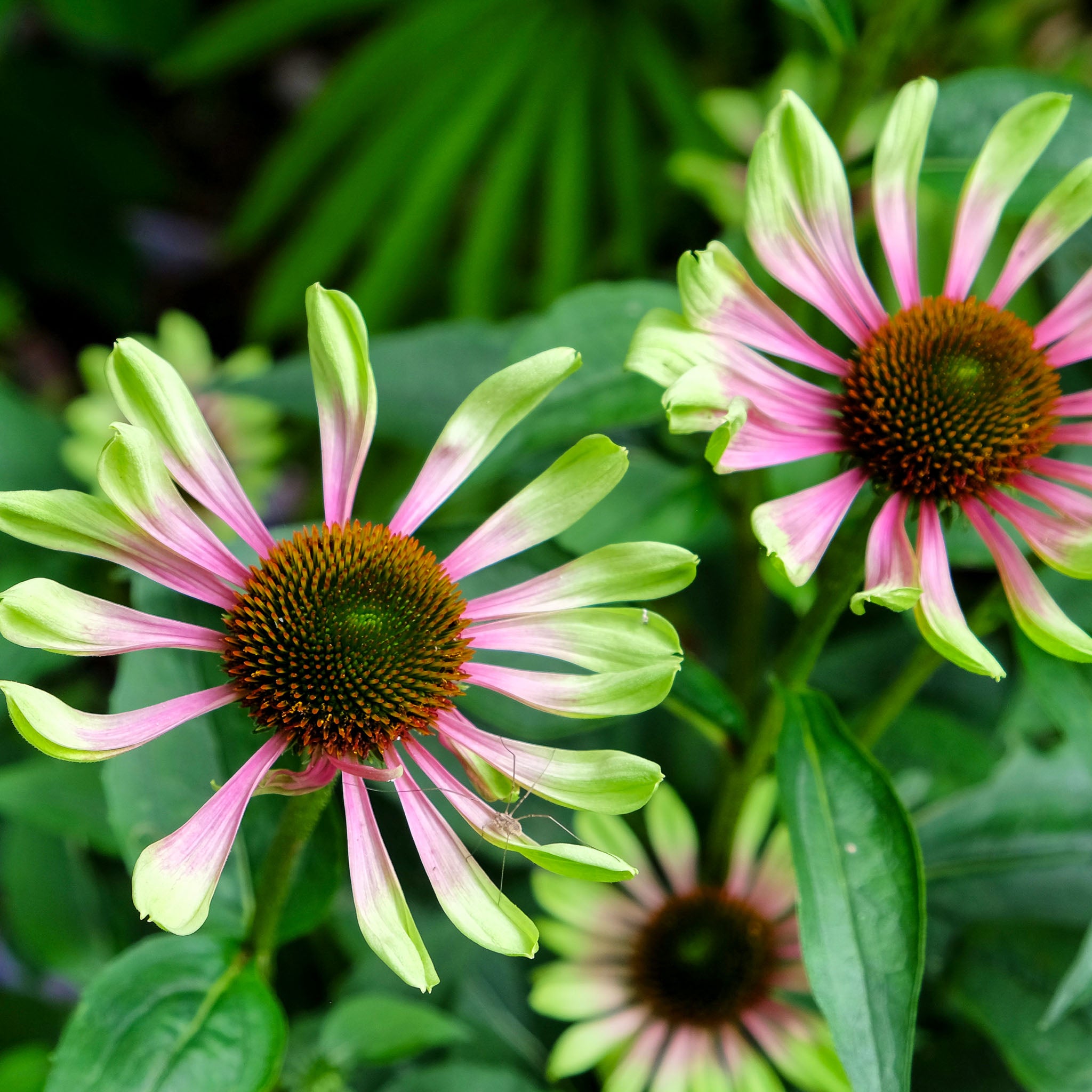 Purpur-Sonnenhut 'Prairie Blaze Vintage Lime'
