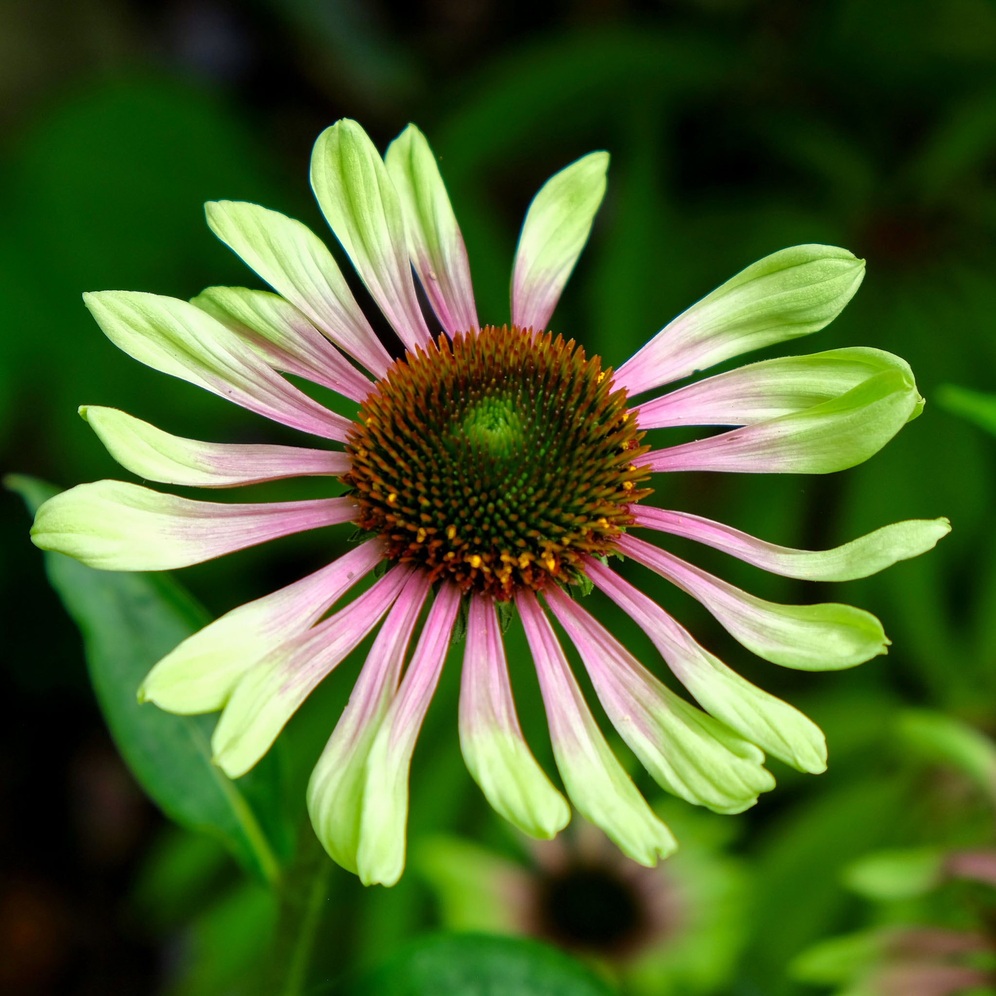 Purpur-Sonnenhut 'Prairie Blaze Vintage Lime'