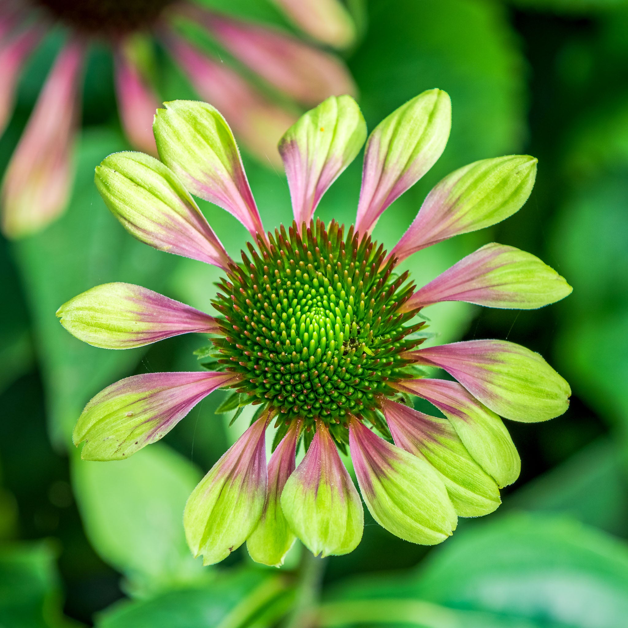 Purpur-Sonnenhut 'Prairie Blaze Vintage Lime'