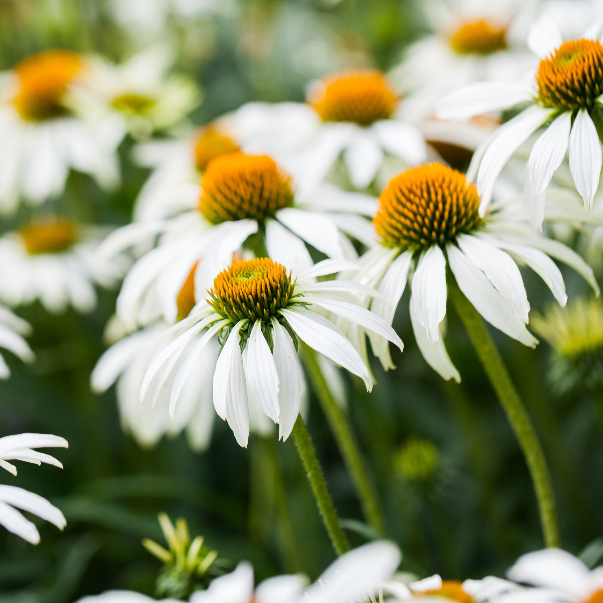 Purpur-Sonnenhut 'White Swan'