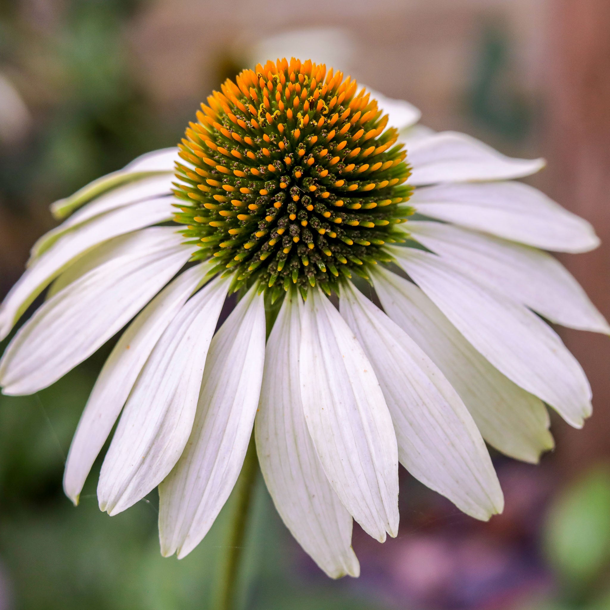 Purpur-Sonnenhut 'White Swan'