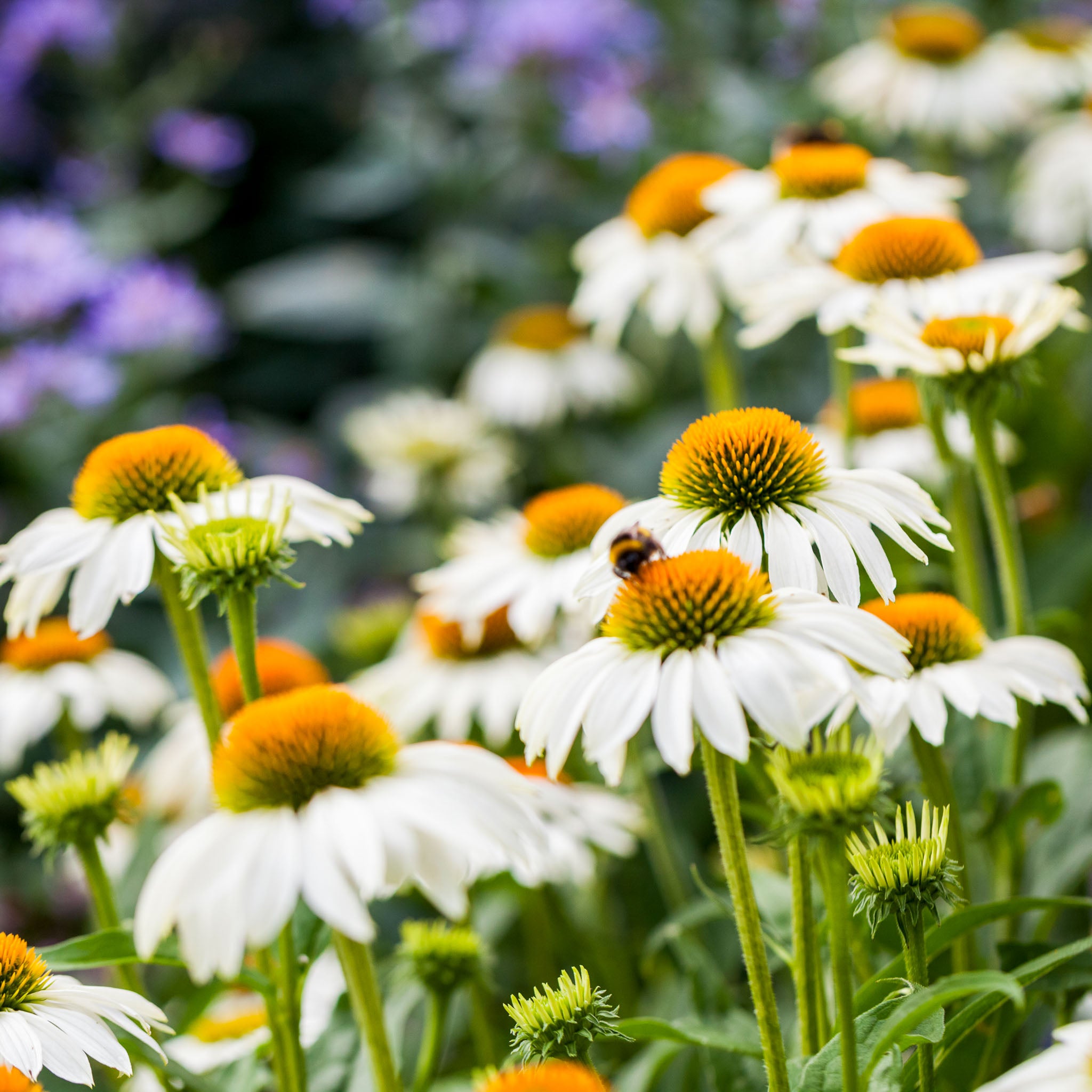 Purpur-Sonnenhut 'White Swan'