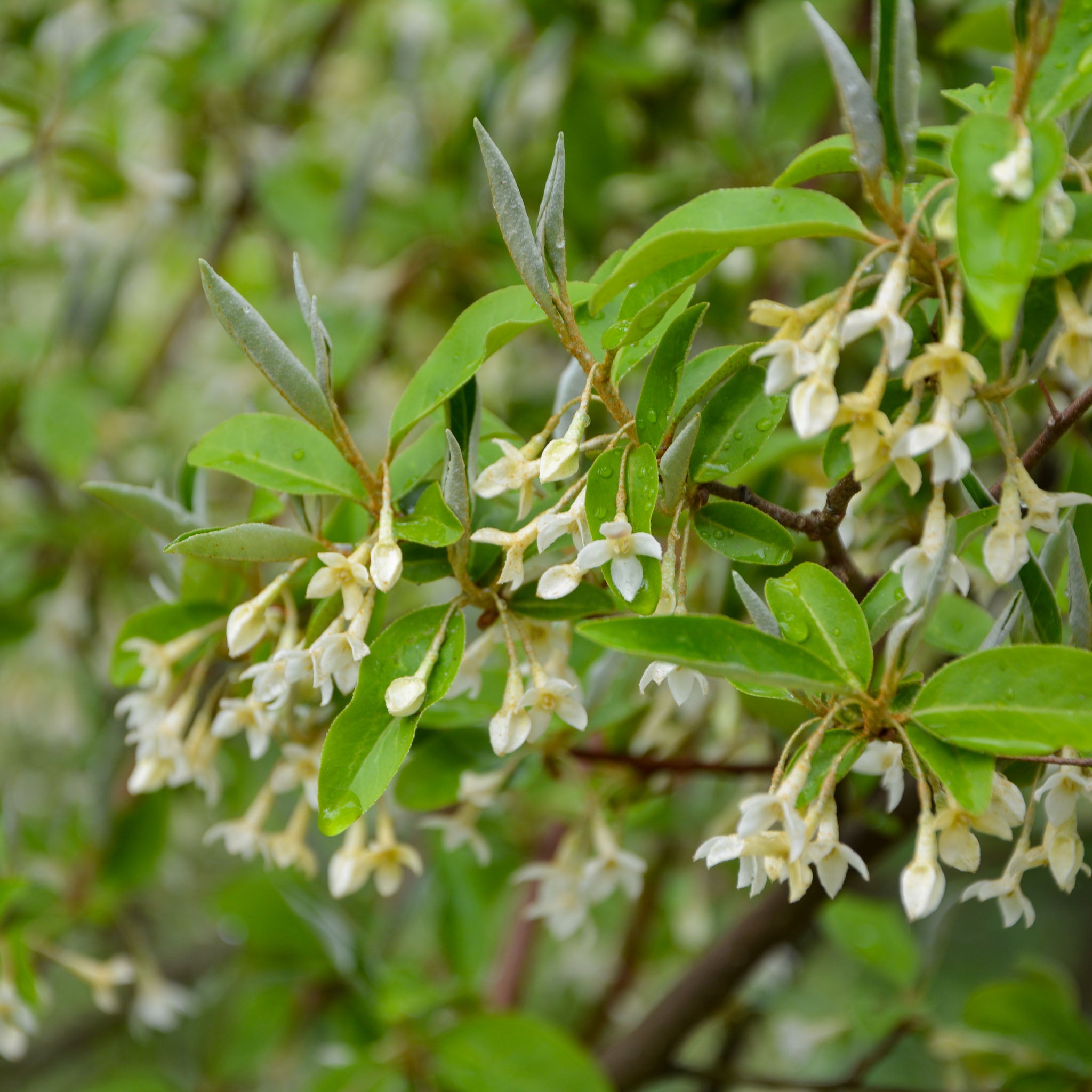 Goumi 'Frieden'