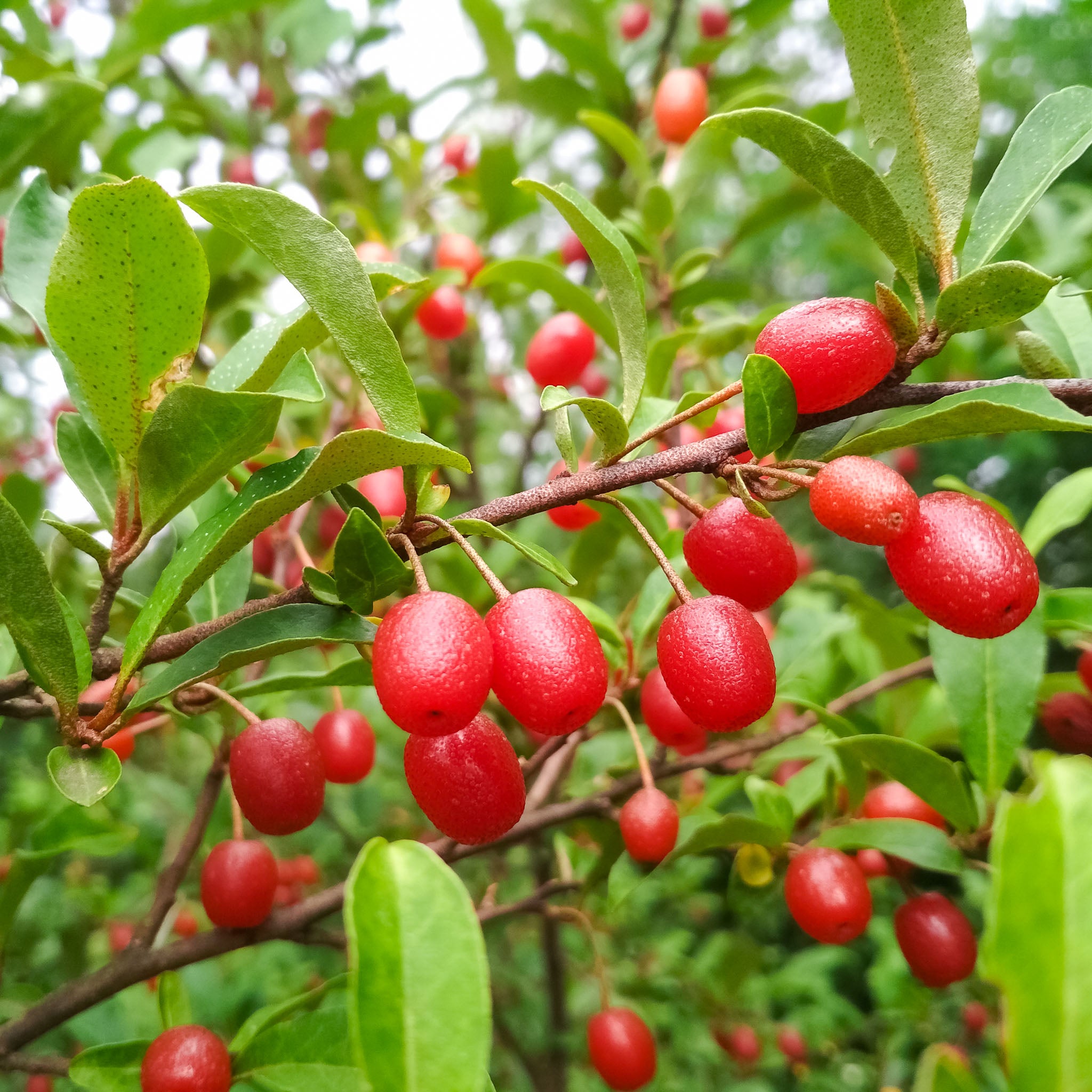 Goumi 'Leonore'