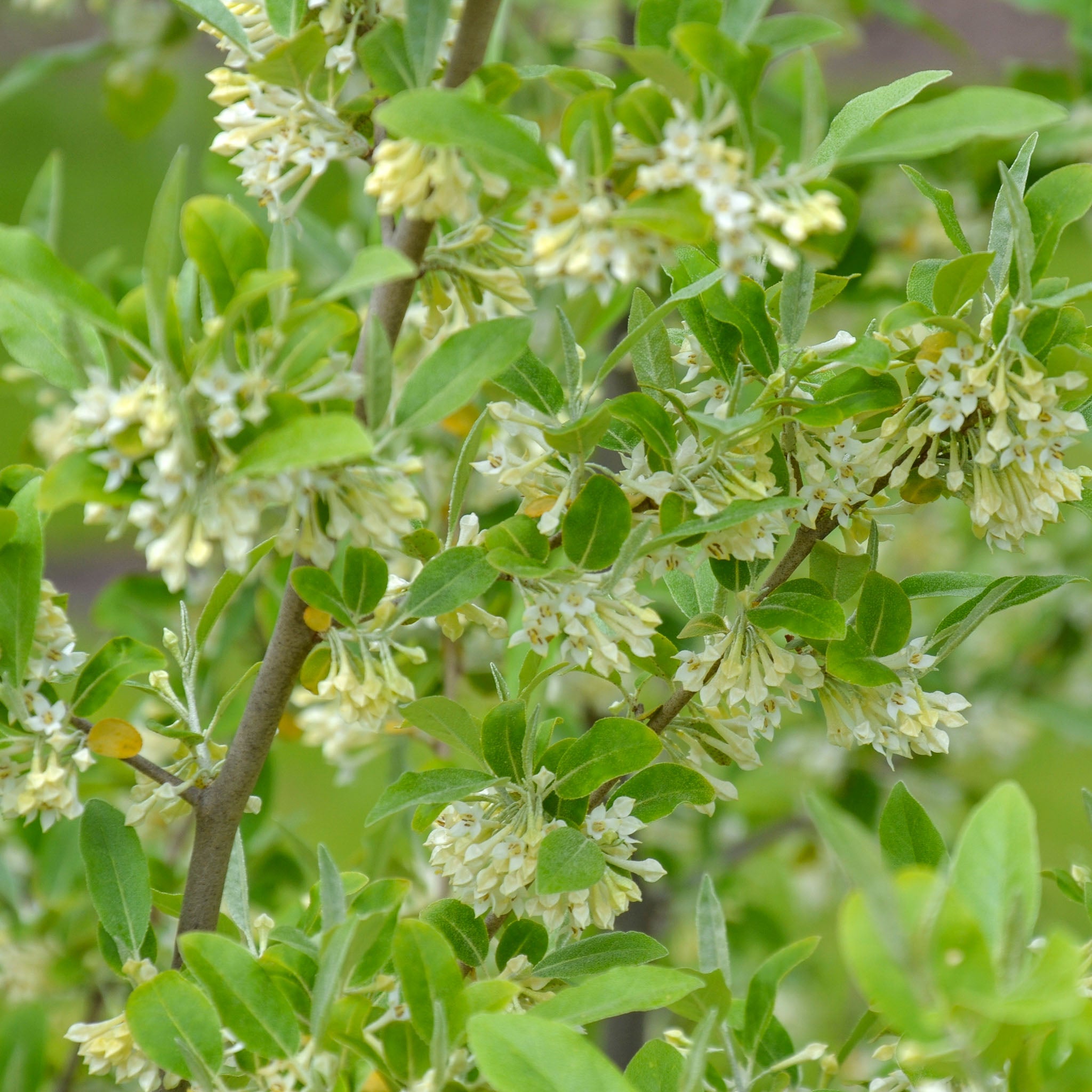 Korallen-Ölweide 'Garnet'