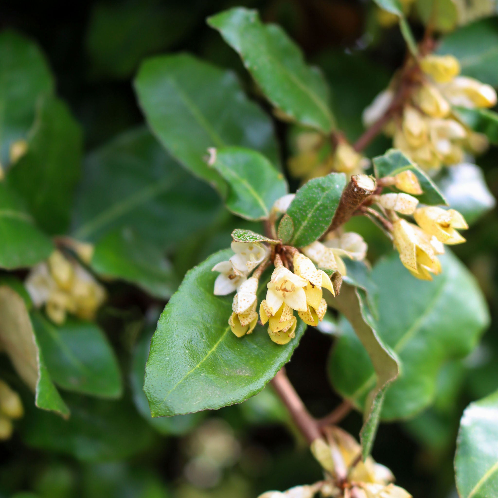 Wintergrüne Ölweide 'Compacta'