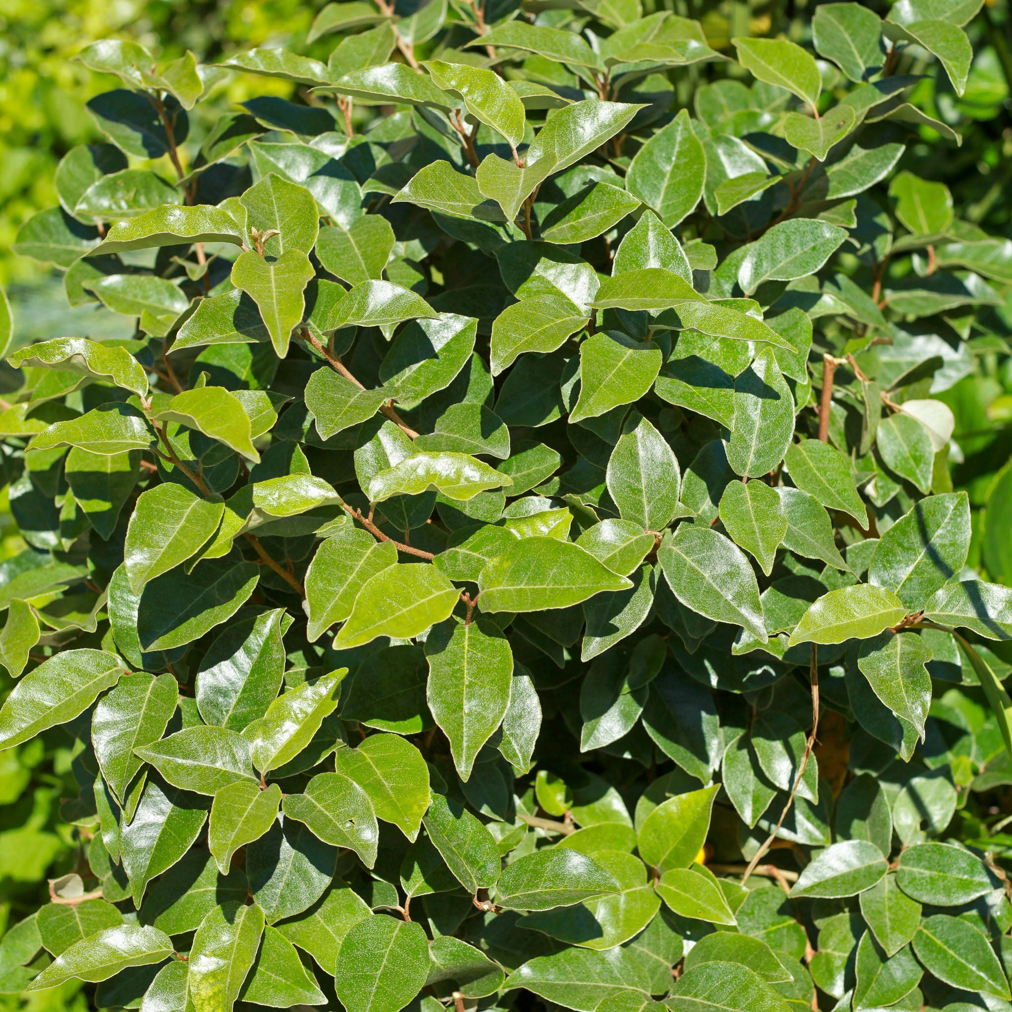 Wintergrüne Ölweide 'Compacta'
