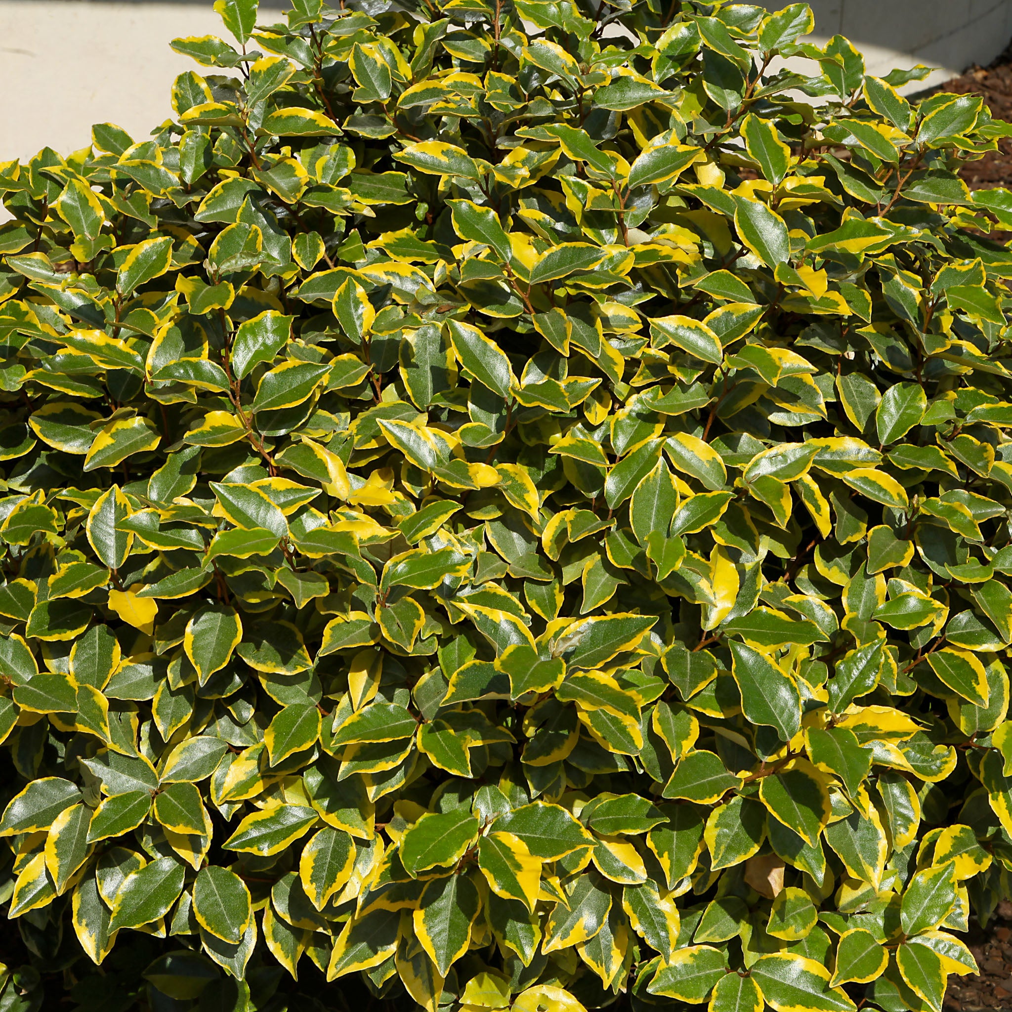 Wintergrüne Ölweide 'Gilt Edge'