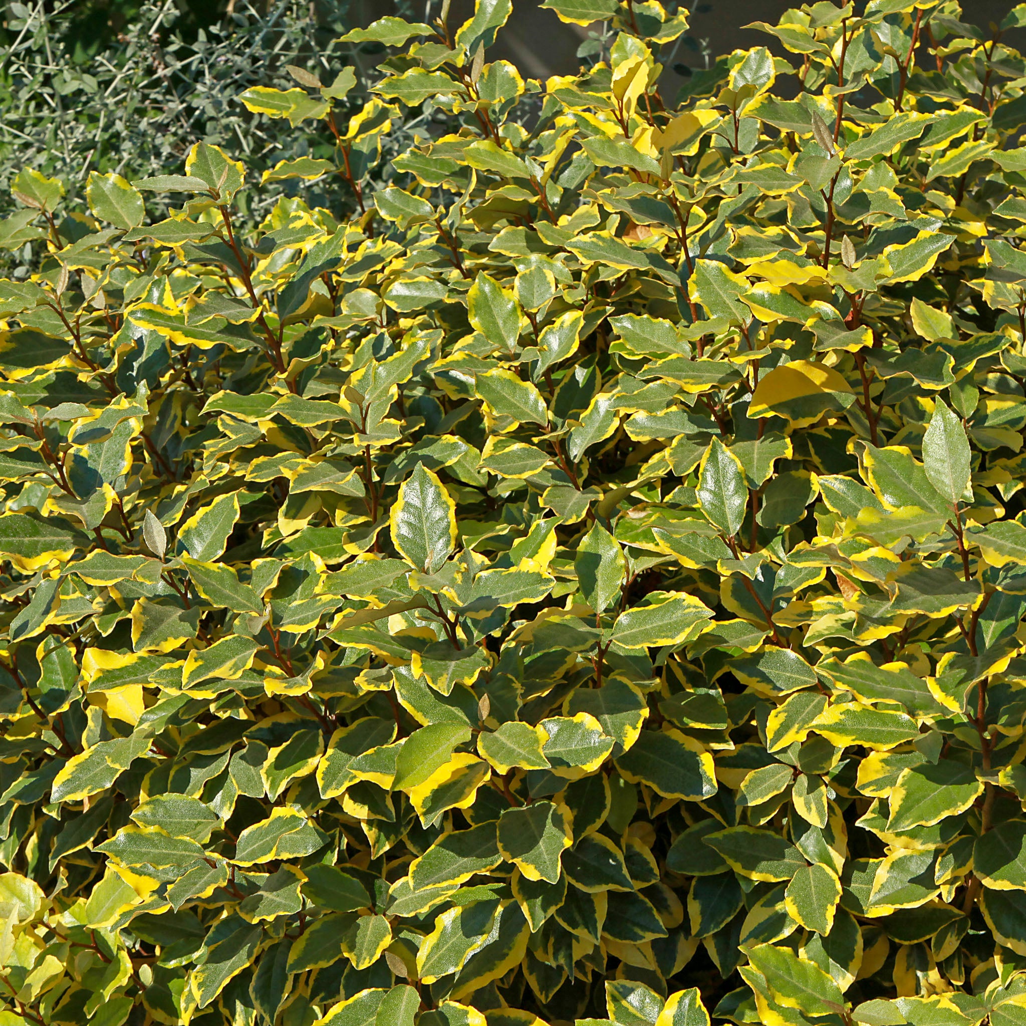 Wintergrüne Ölweide 'Gilt Edge'