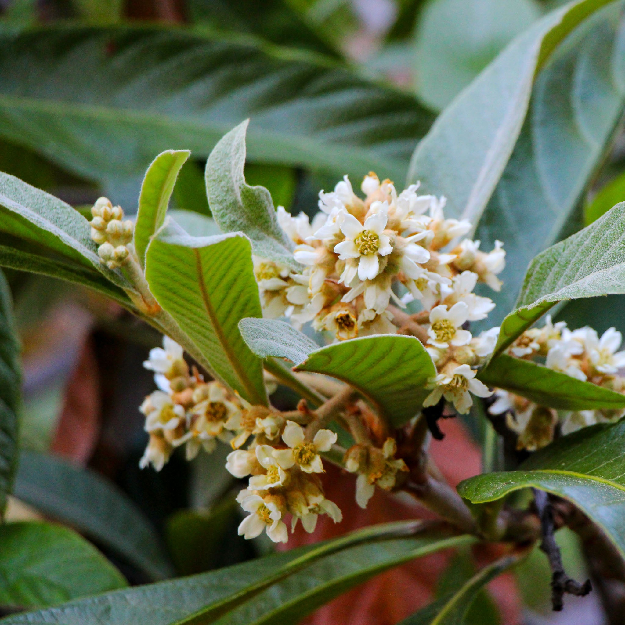 Wollmispel 'Tanaka'
