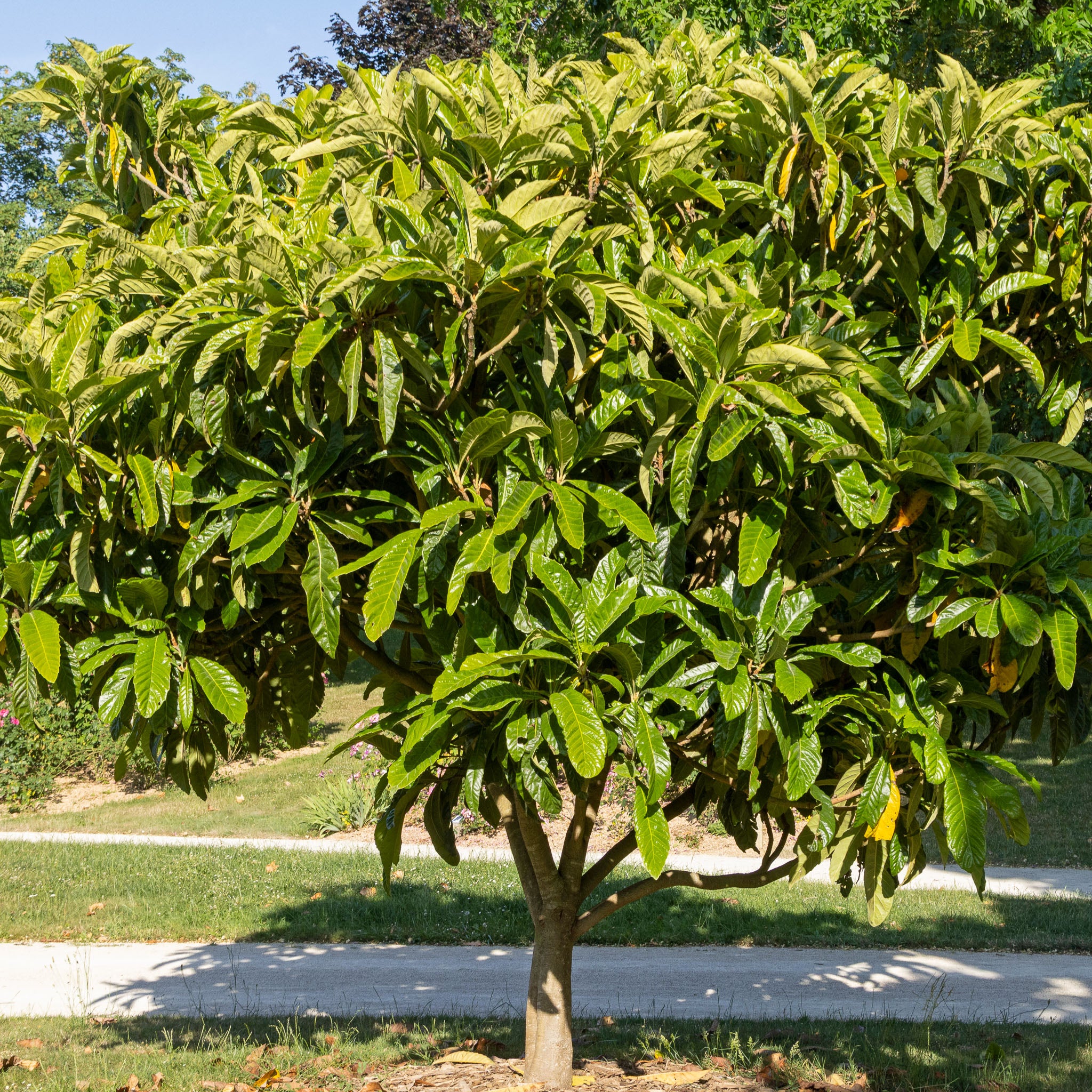Wollmispel 'Tanaka'