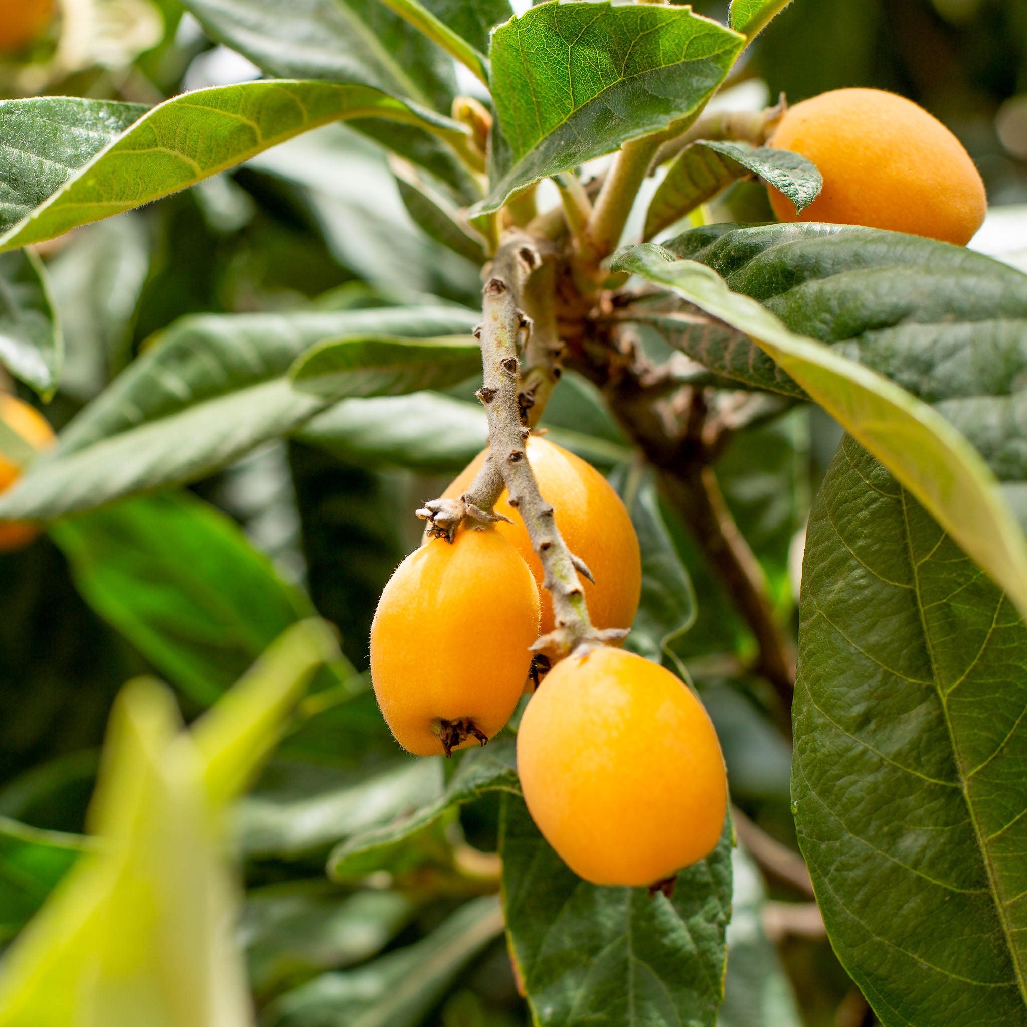 Wollmispel 'Tanaka'