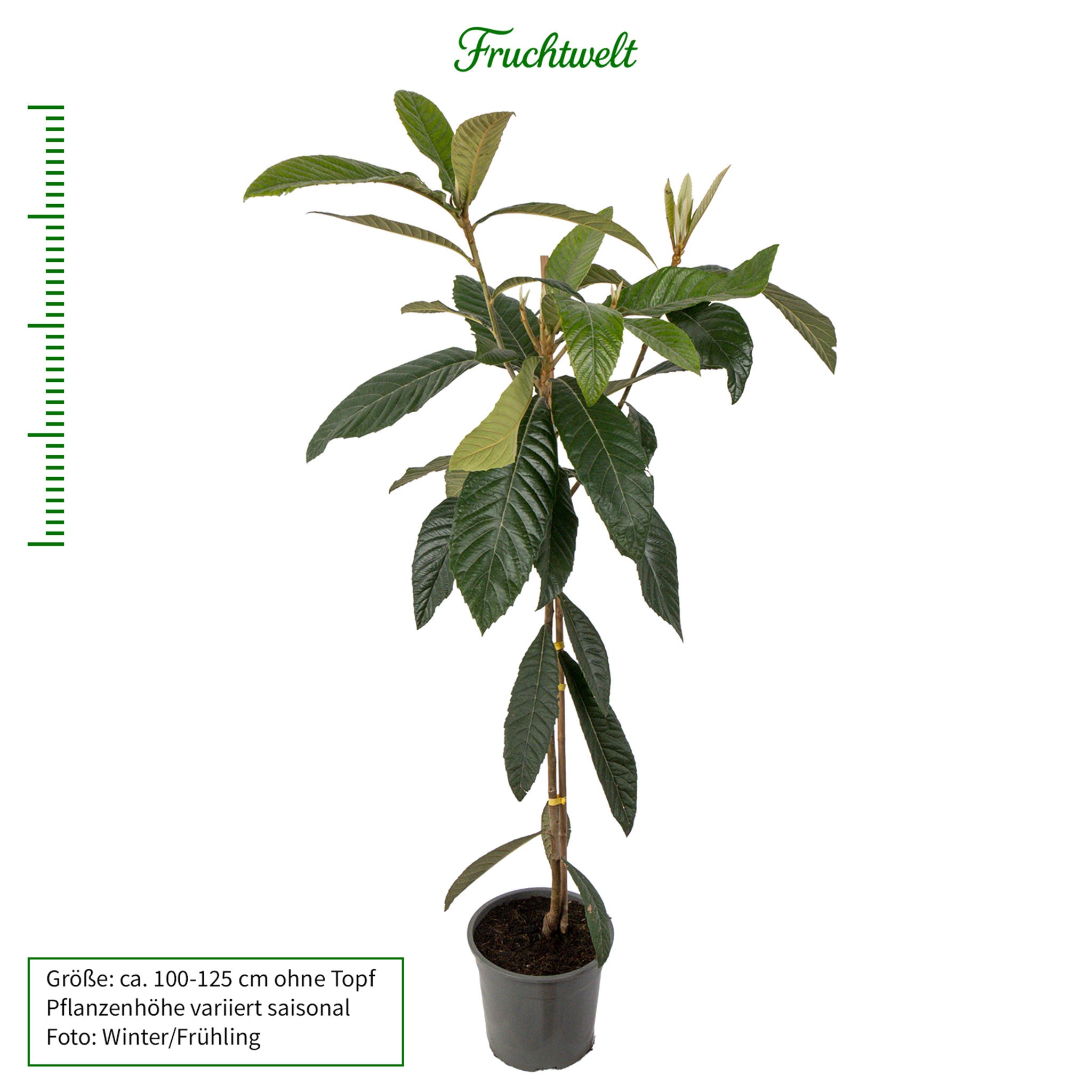 Wollmispel 'Tanaka'