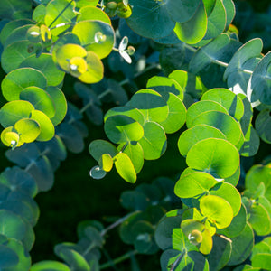 Eukalyptus