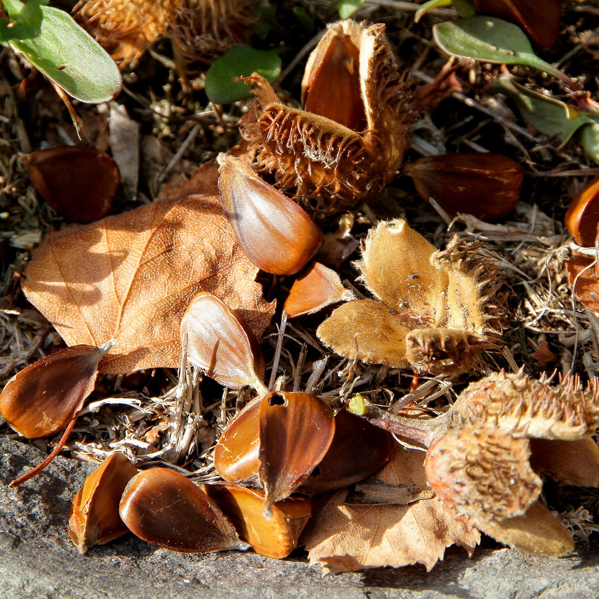 Rotbuche 'Atropunicea'