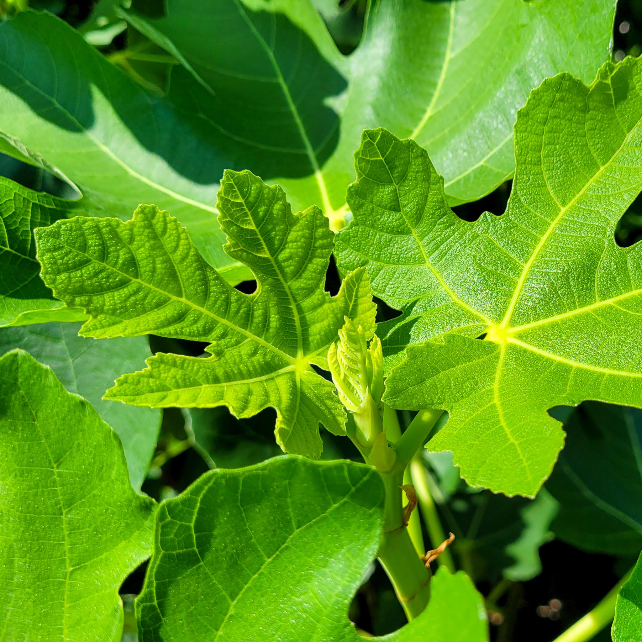 Feige 'Perretta'