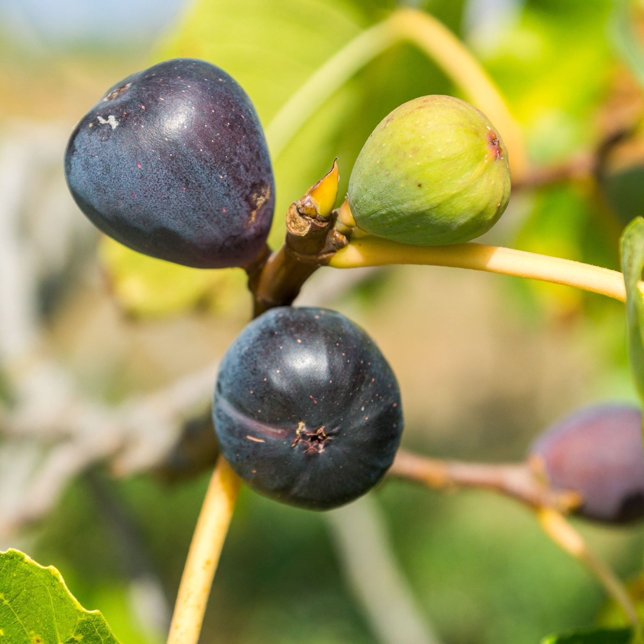 Feige 'Sultane'