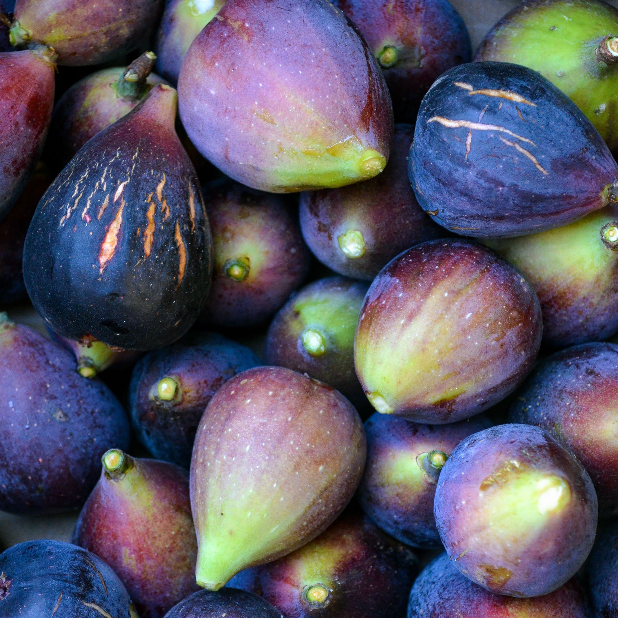 Feige 'Sultane'