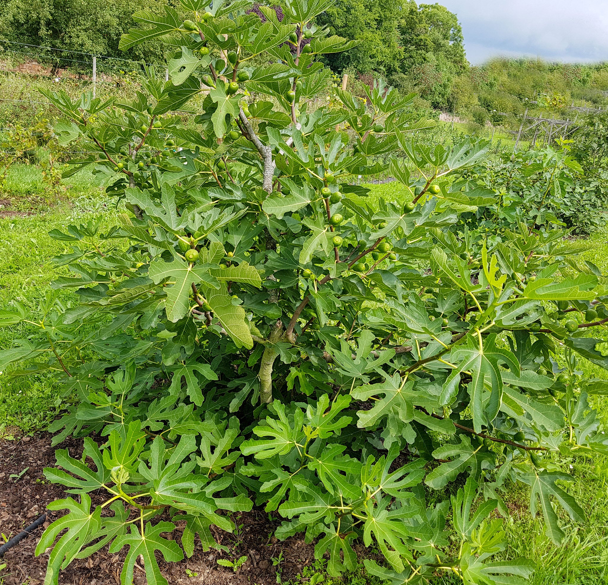Feige 'Sultane'