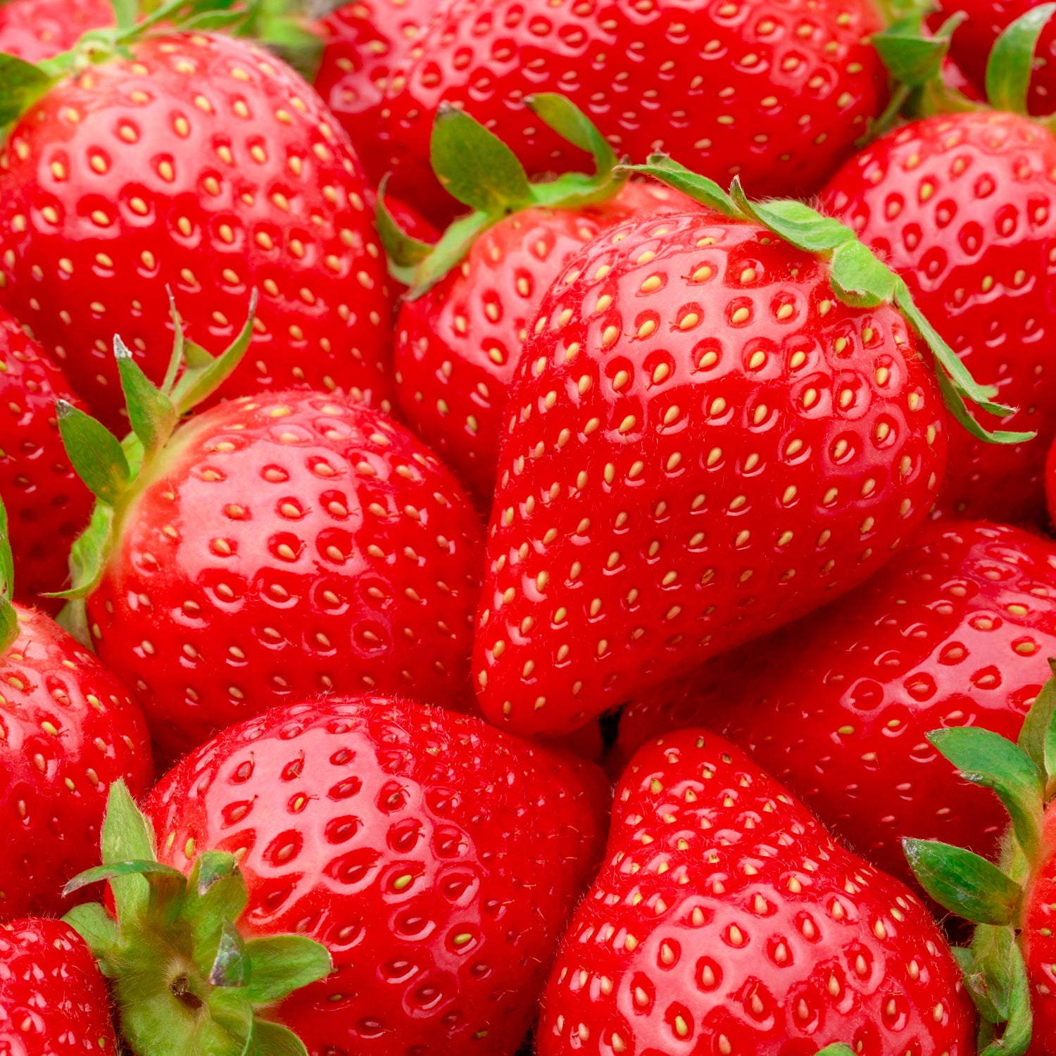 Erdbeere 'Malwina'