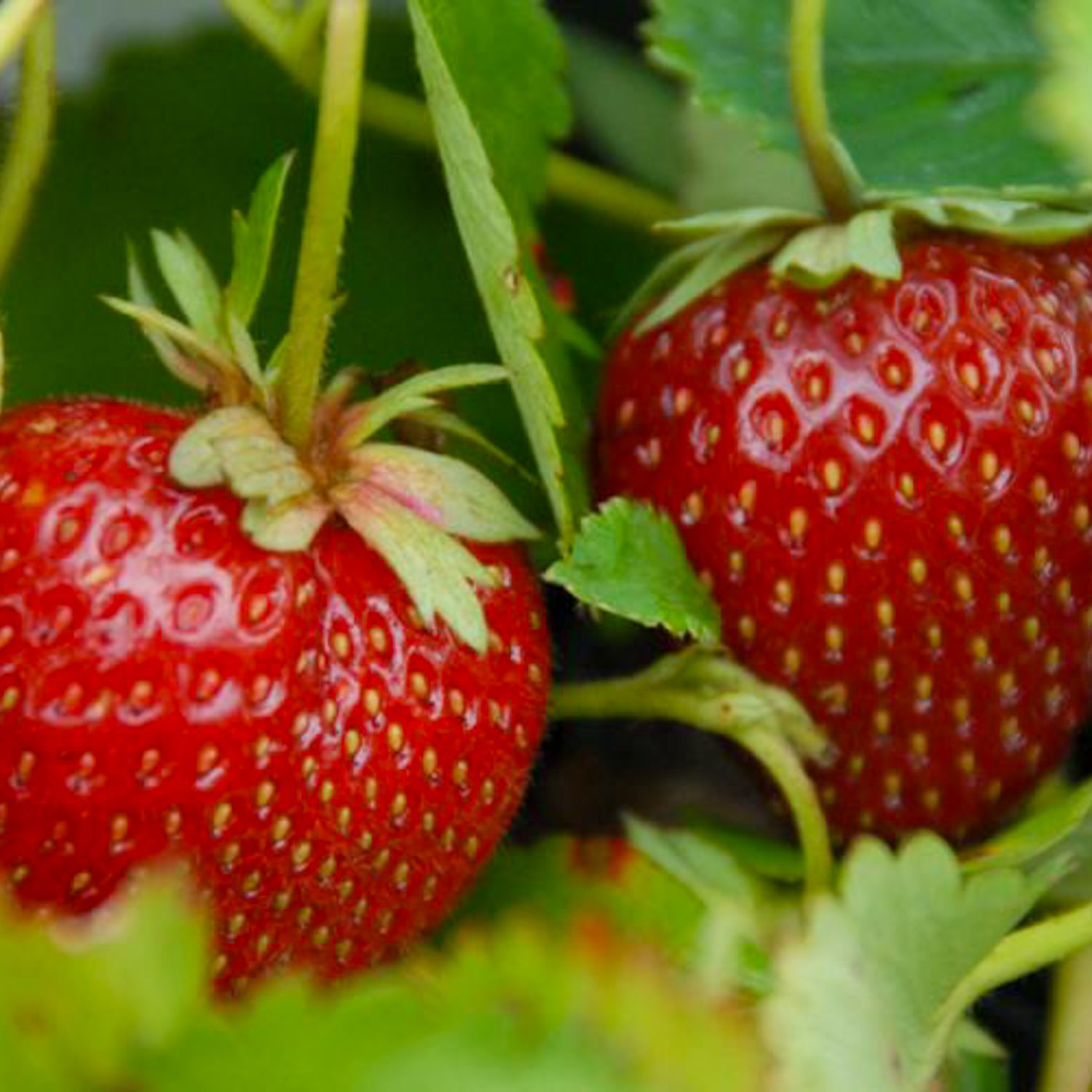 Erdbeere 'Malwina'