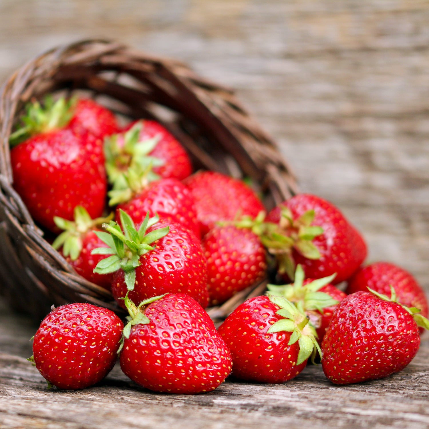 Erdbeere 'Ostara'