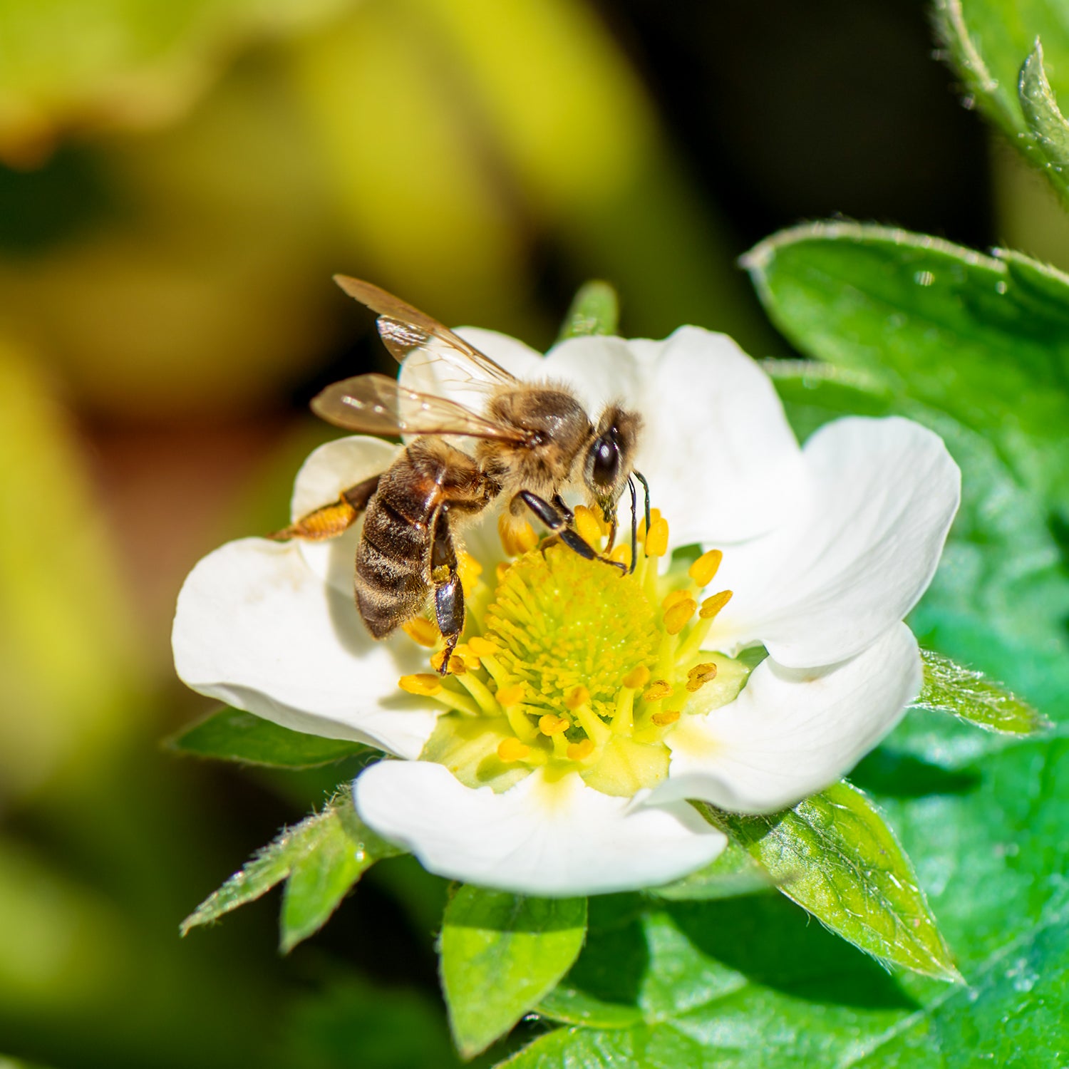 Erdbeere 'Ostara'