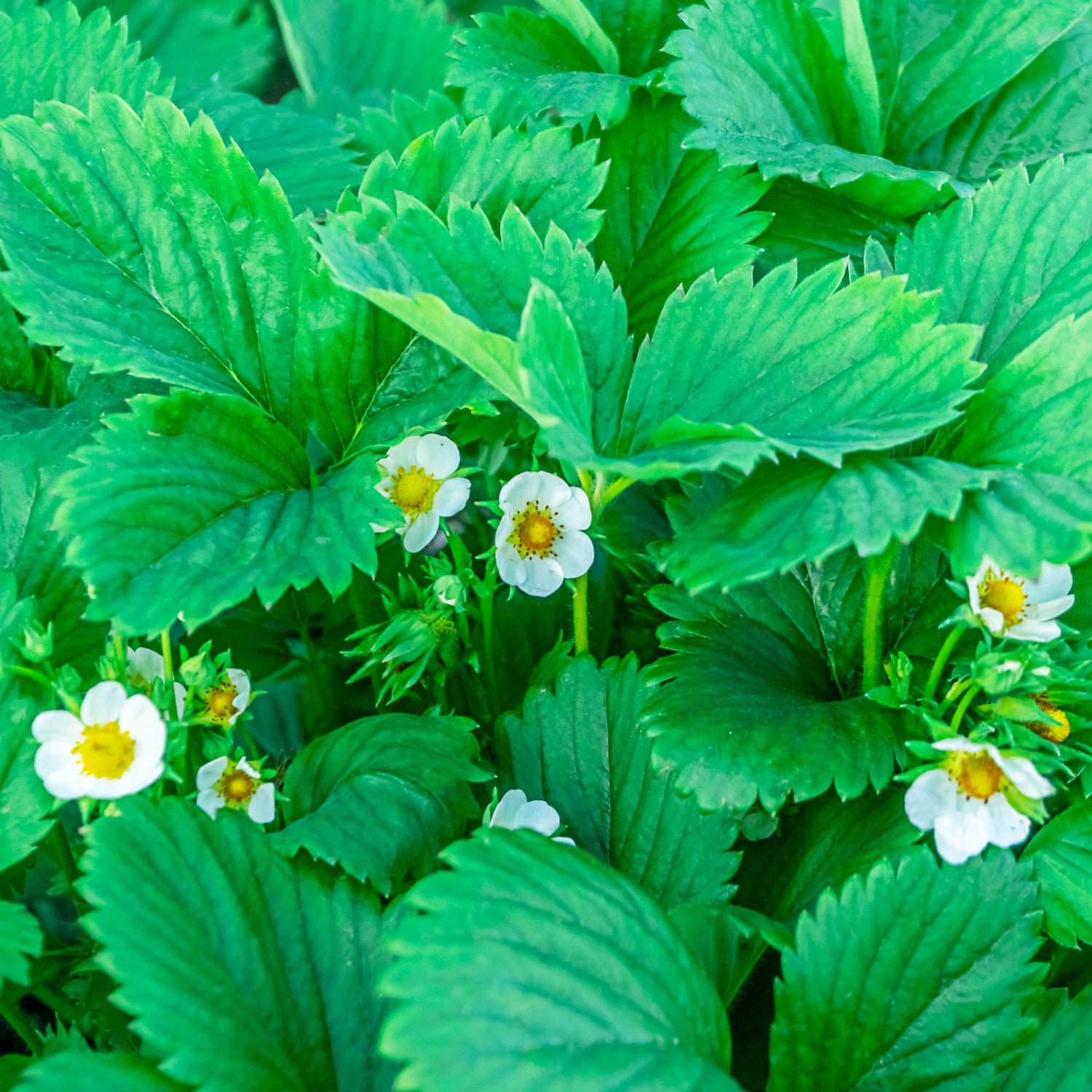 Erdbeere 'White Dream'