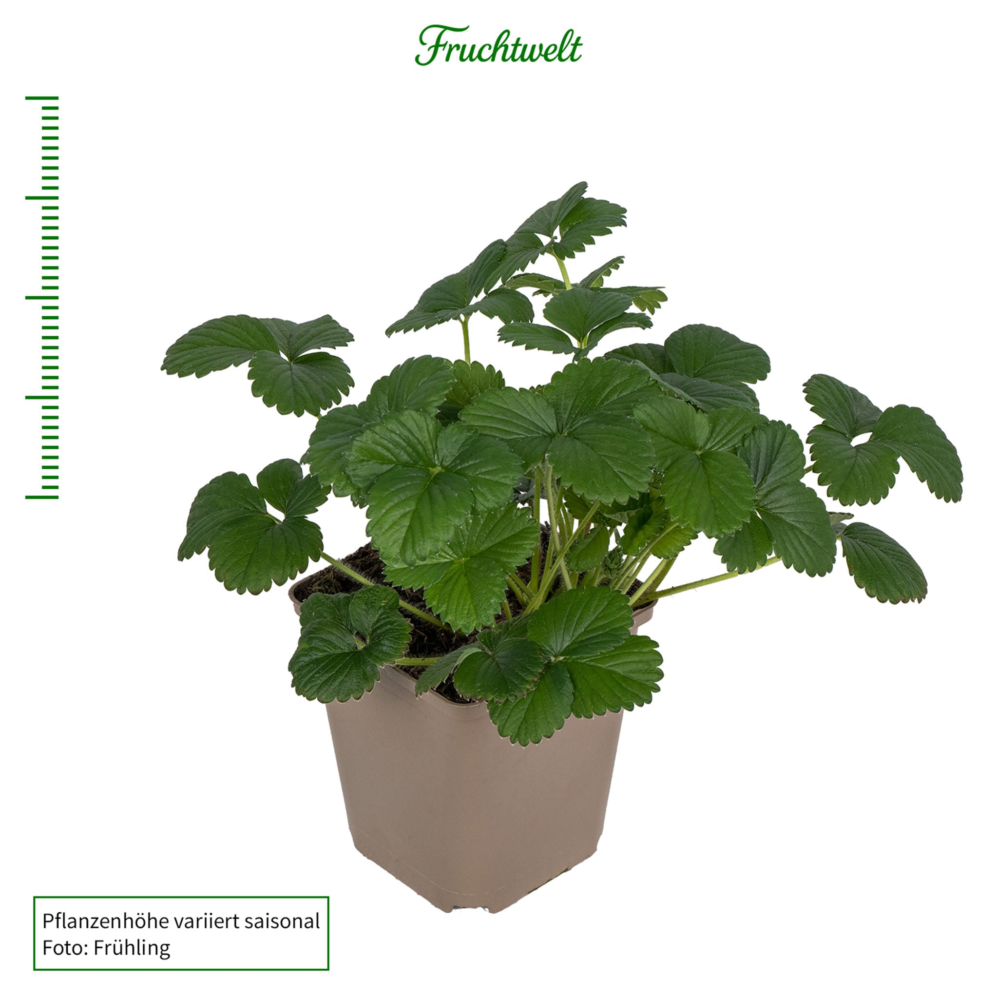 Erdbeere 'White Dream'
