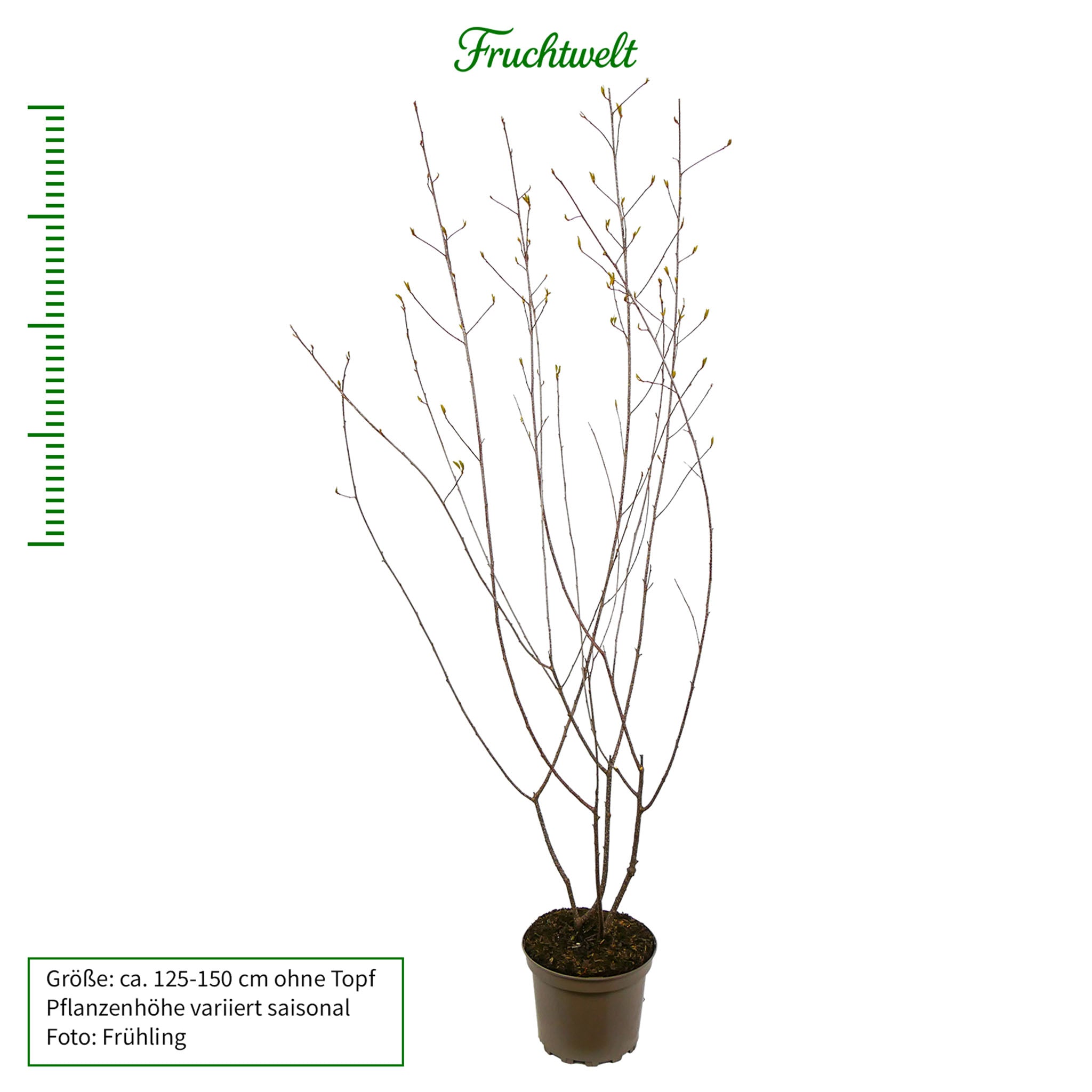Faulbaum - Solitärstrauch