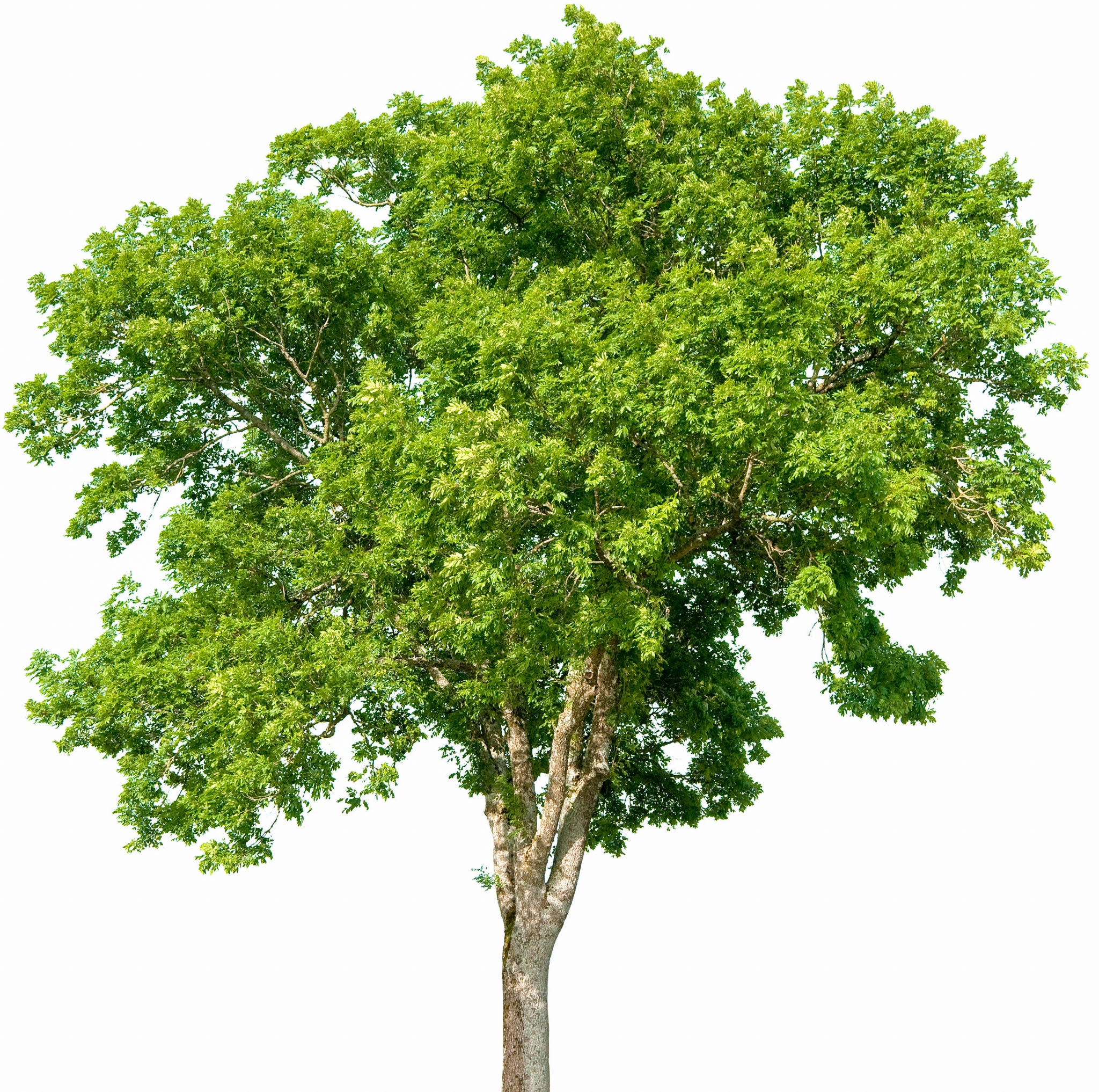 Gemeine Esche - Solitärbaum