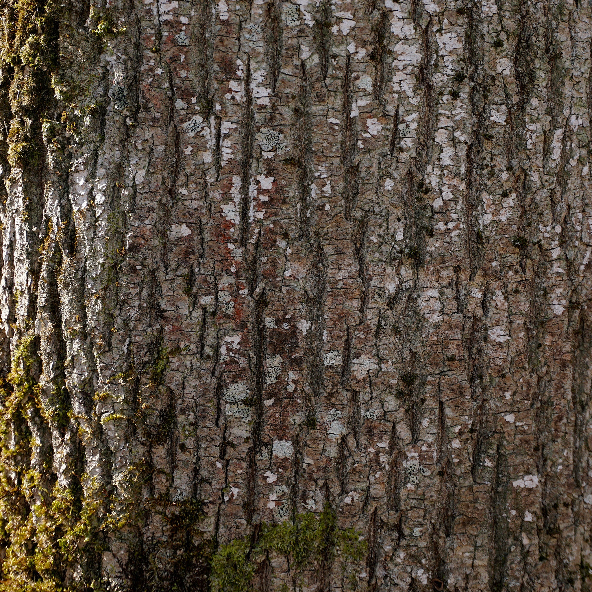 Gemeine Esche - Solitärbaum