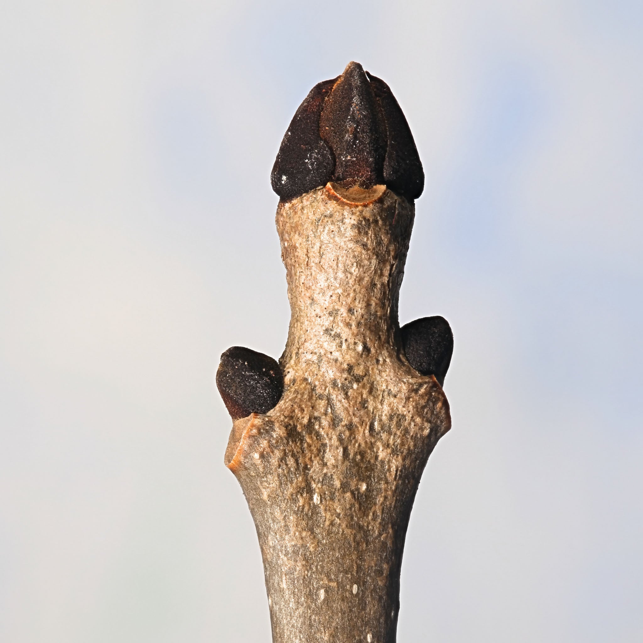 Gemeine Esche - Solitärbaum