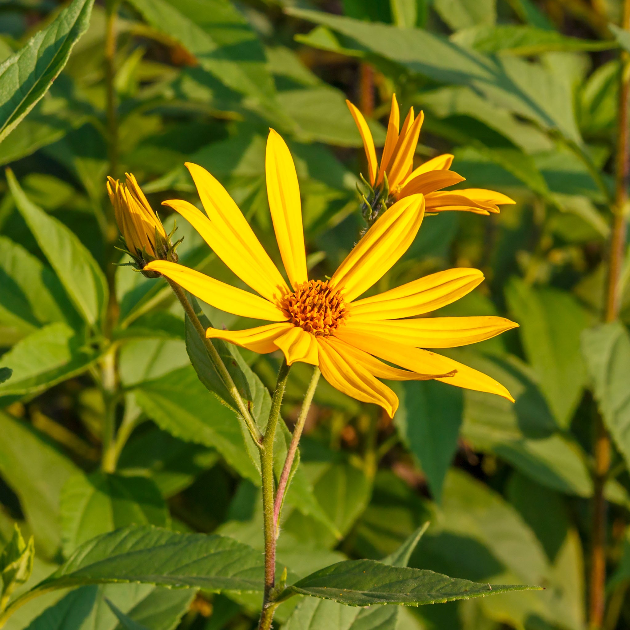 Topinambur 'Gigant'
