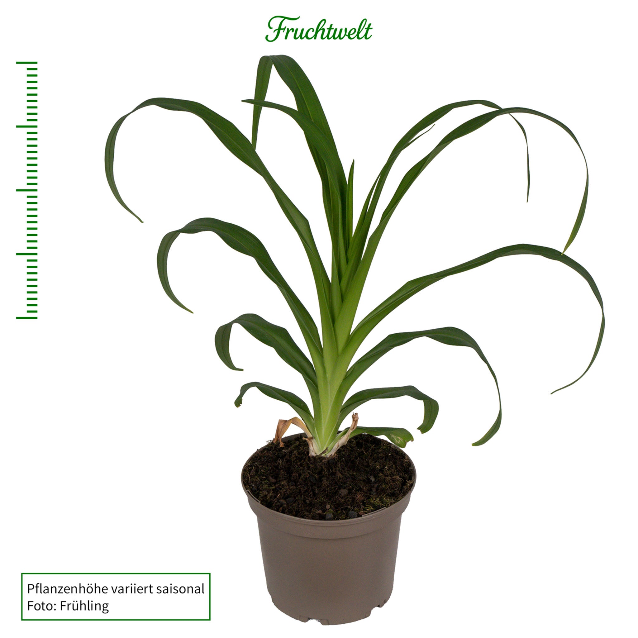 Taglilie 'Kwanso'