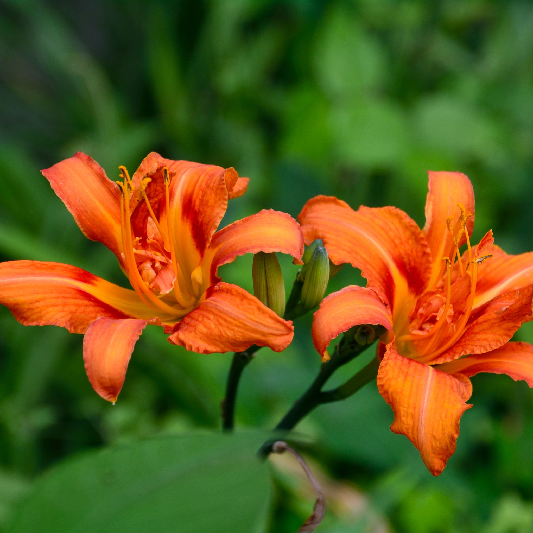 Taglilie 'Kwanso'