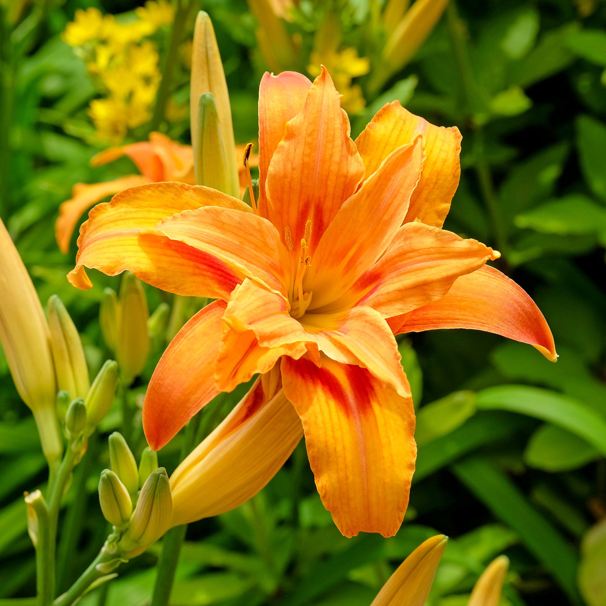 Taglilie 'Kwanso'