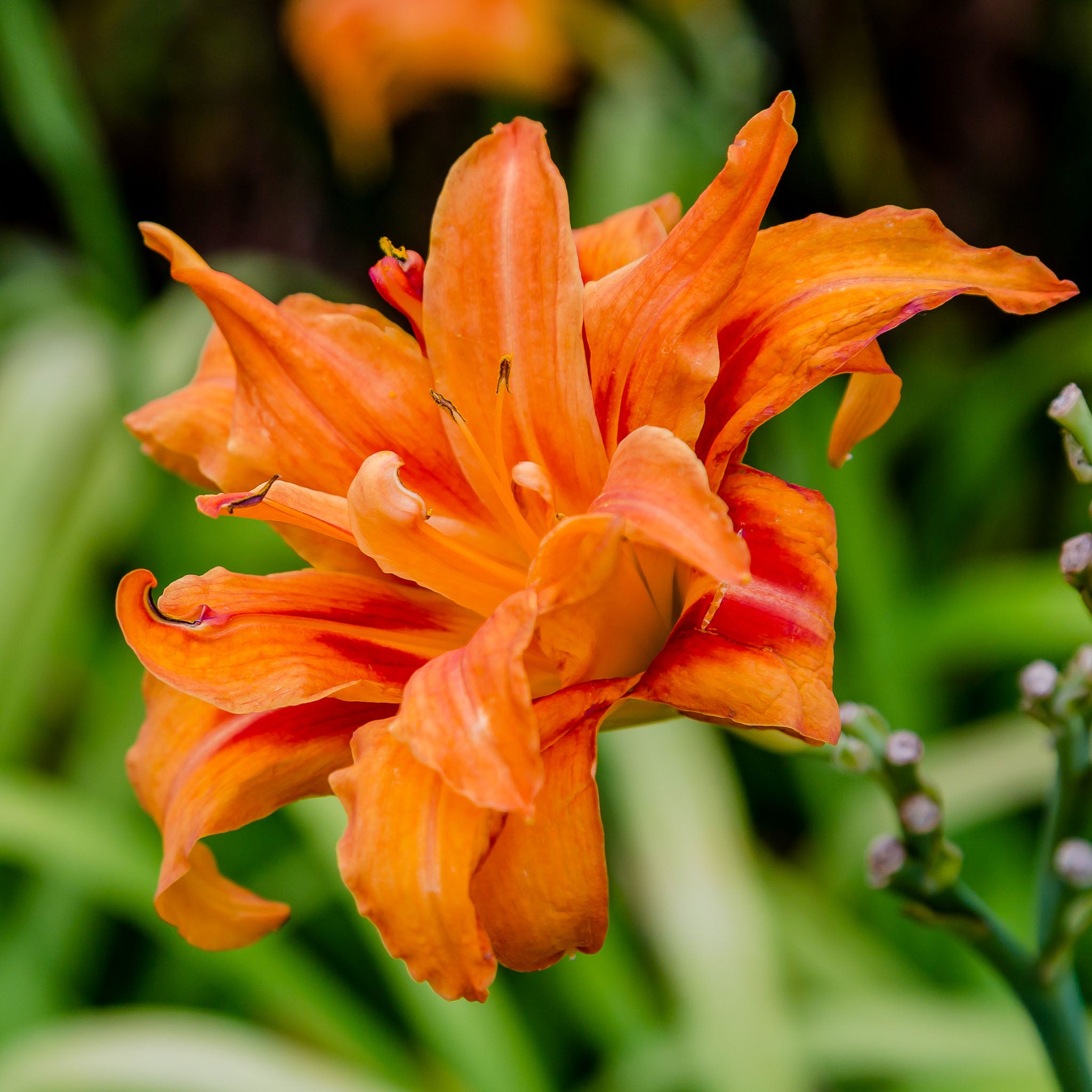 Taglilie 'Kwanso'