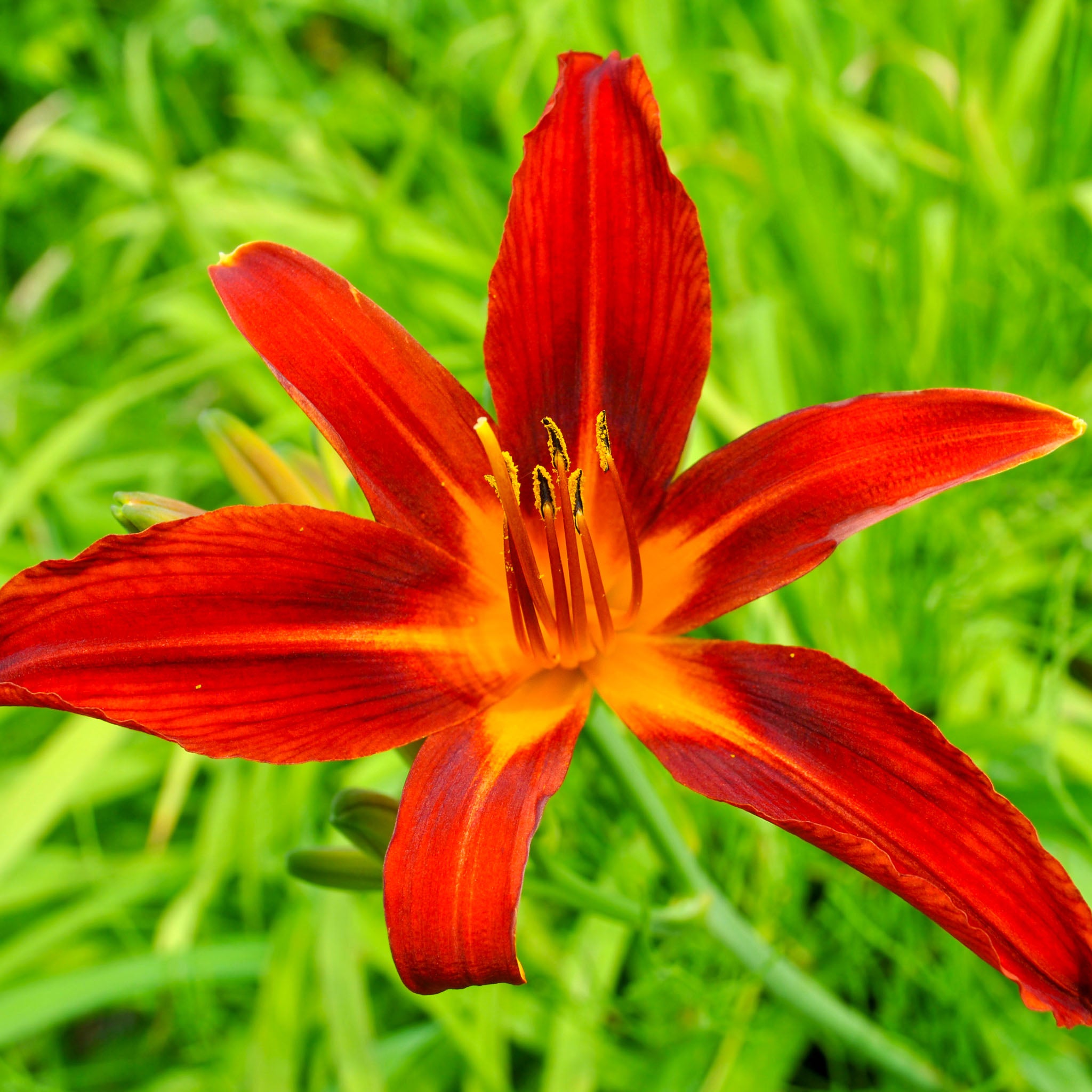 Taglilie 'Sammy Russell'