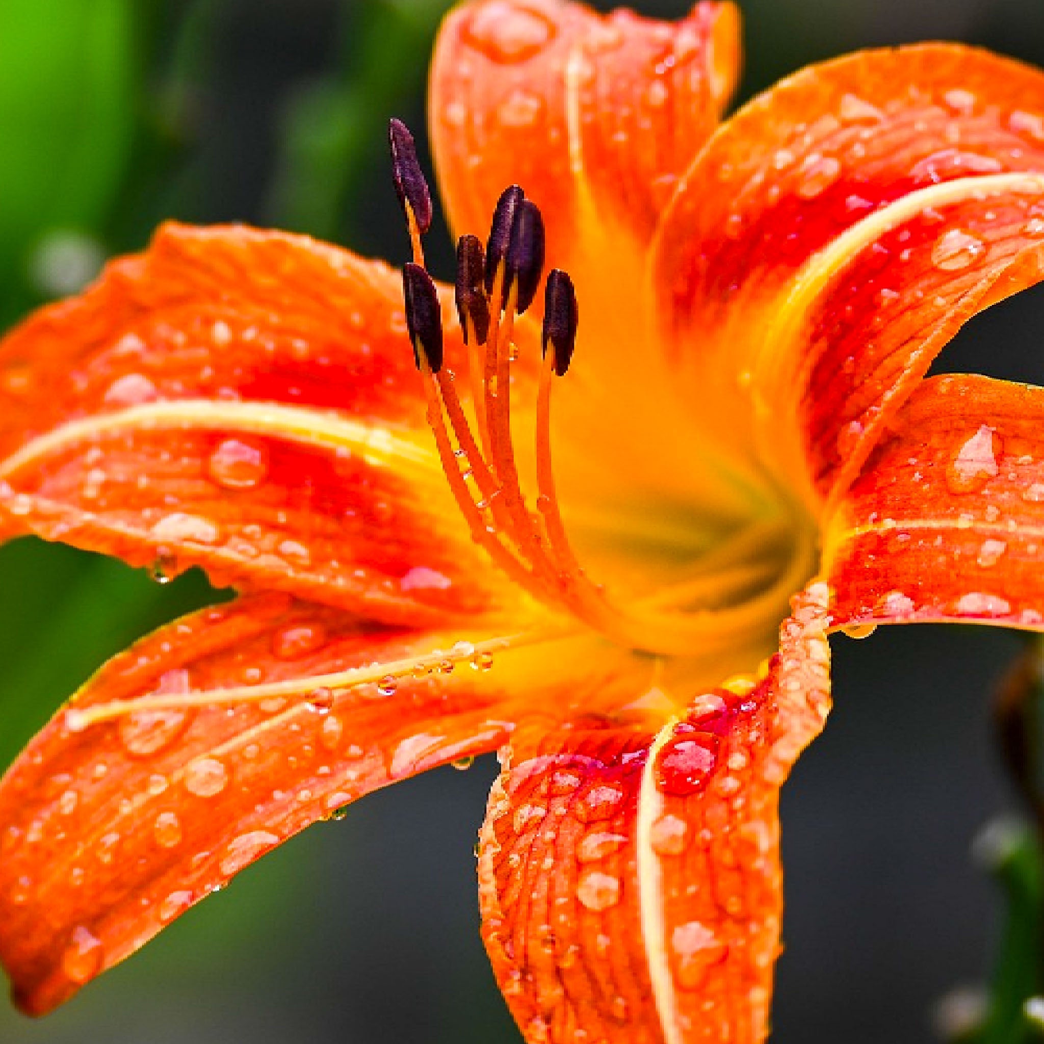 Taglilie 'Sammy Russell'