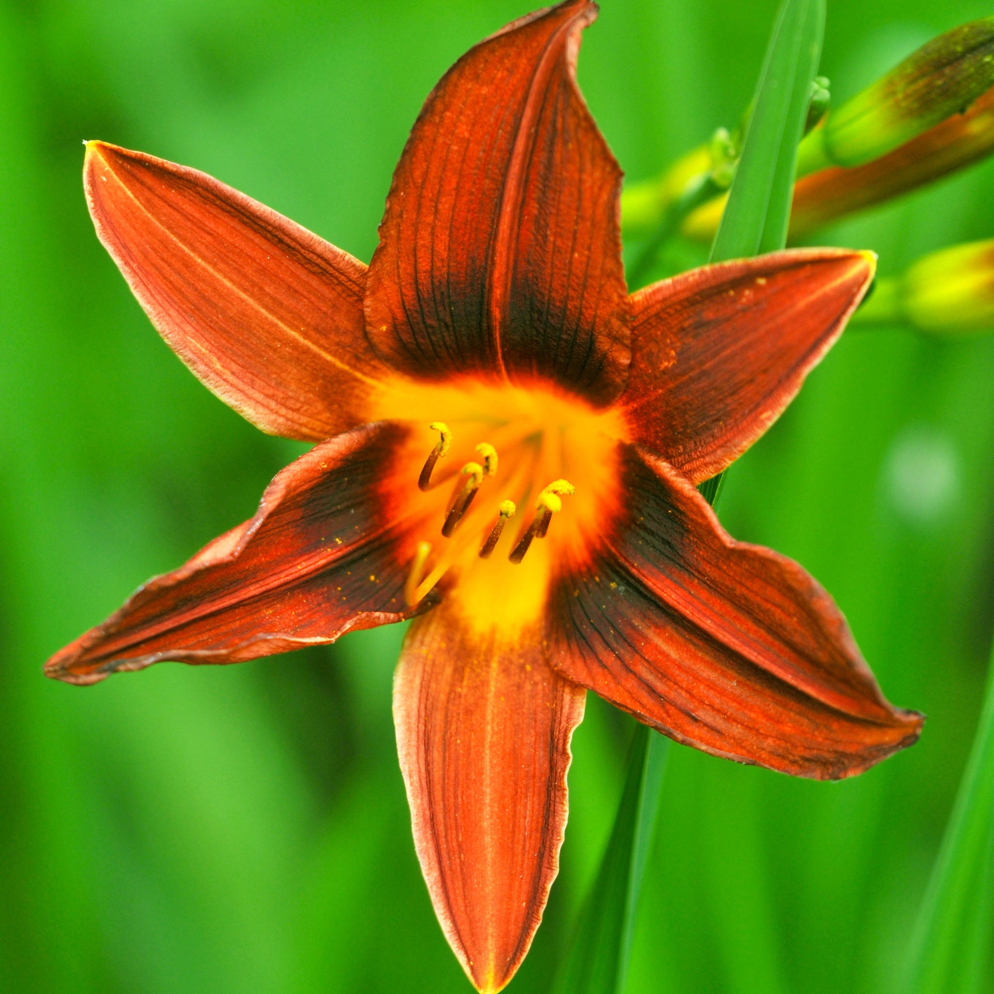 Taglilie 'Sammy Russell'