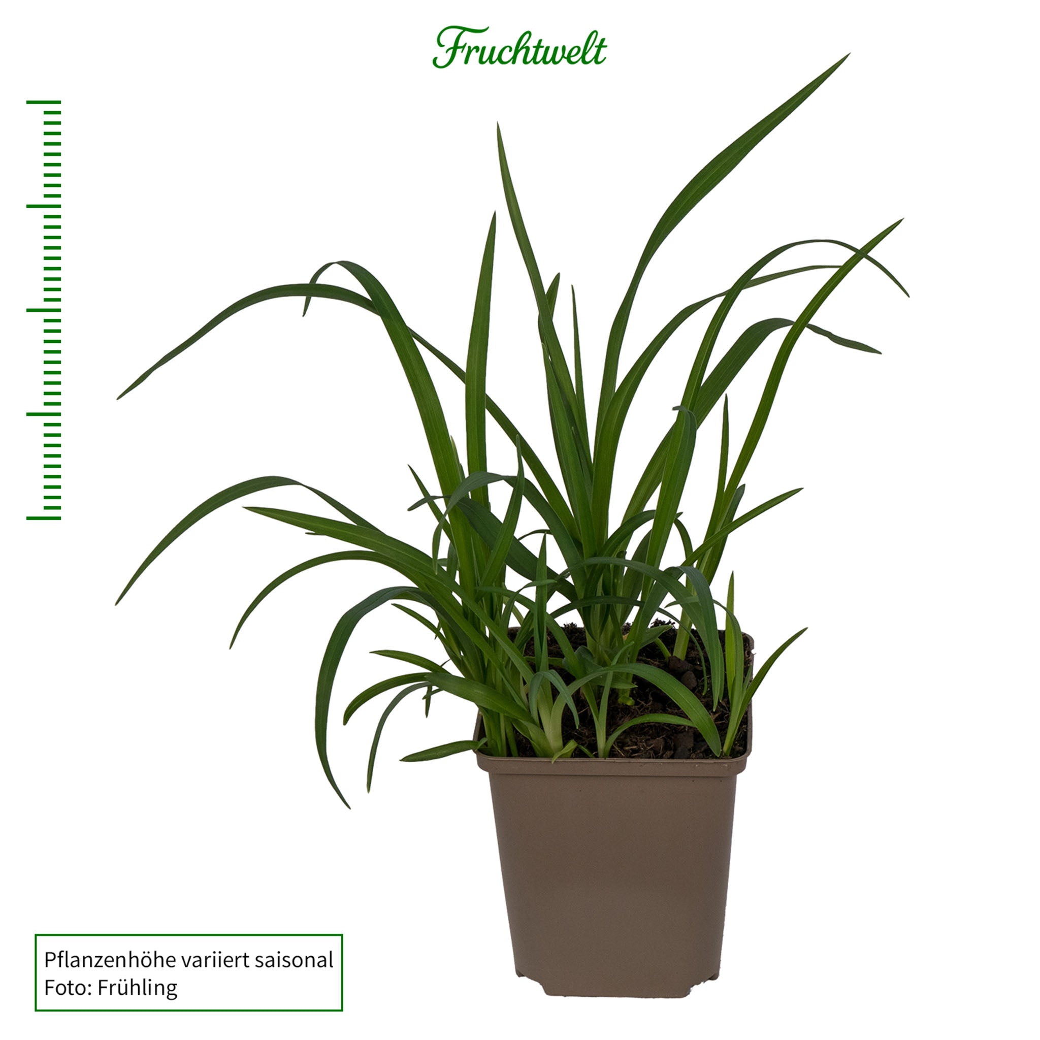 Taglilie 'Sammy Russell'
