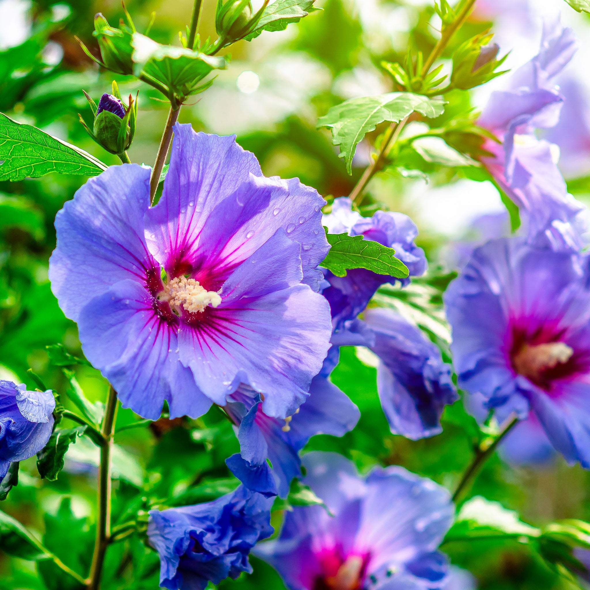 Hibiskus 'Blue Bird'