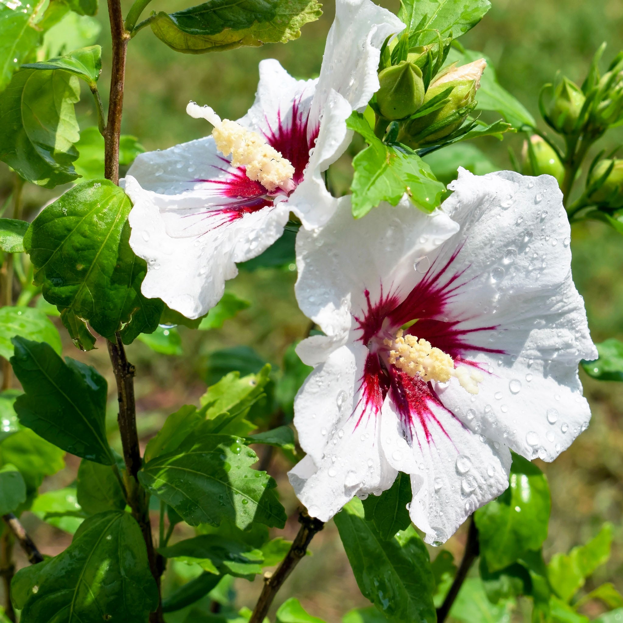 Hibiskus 'Red Heart'
