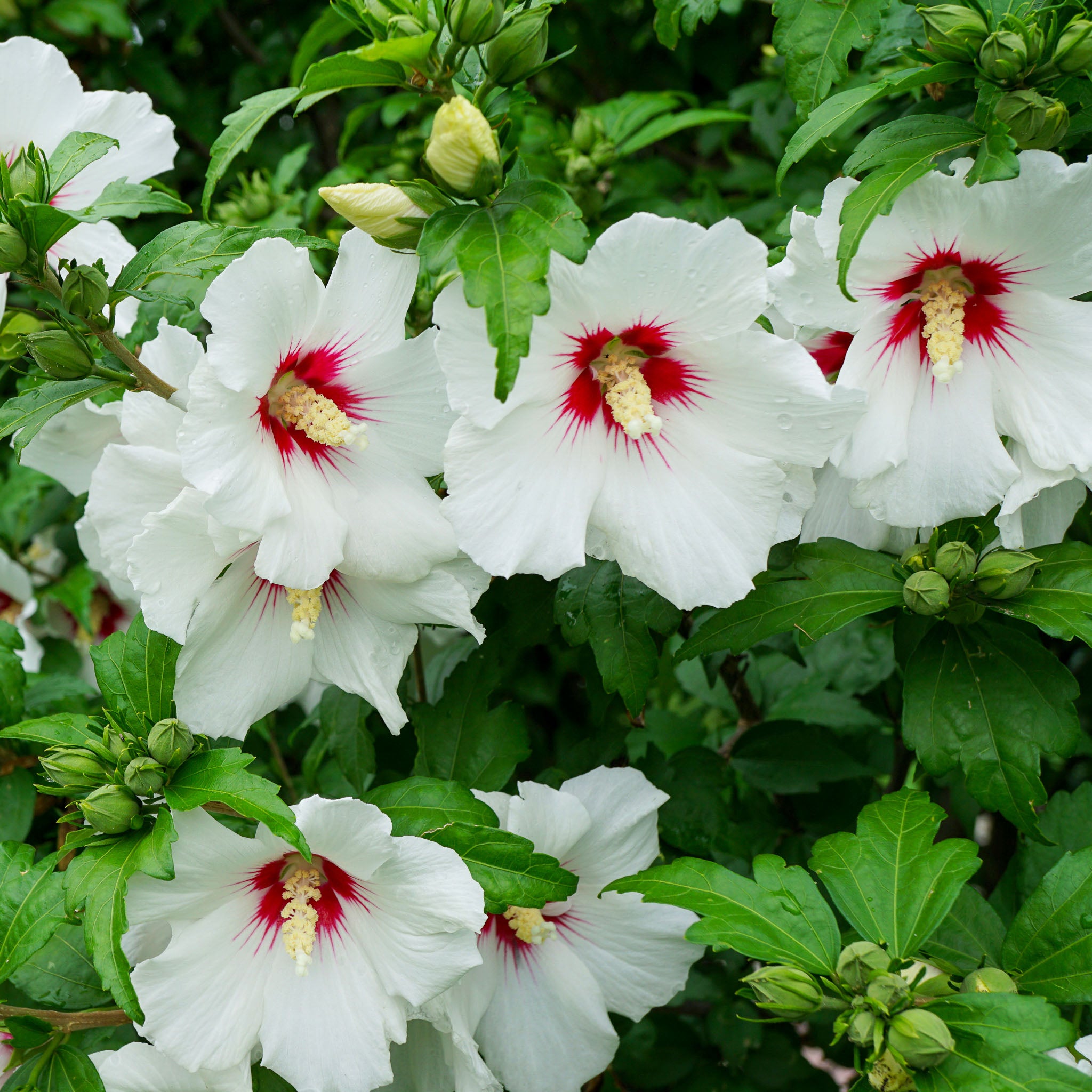 Hibiskus 'Red Heart'
