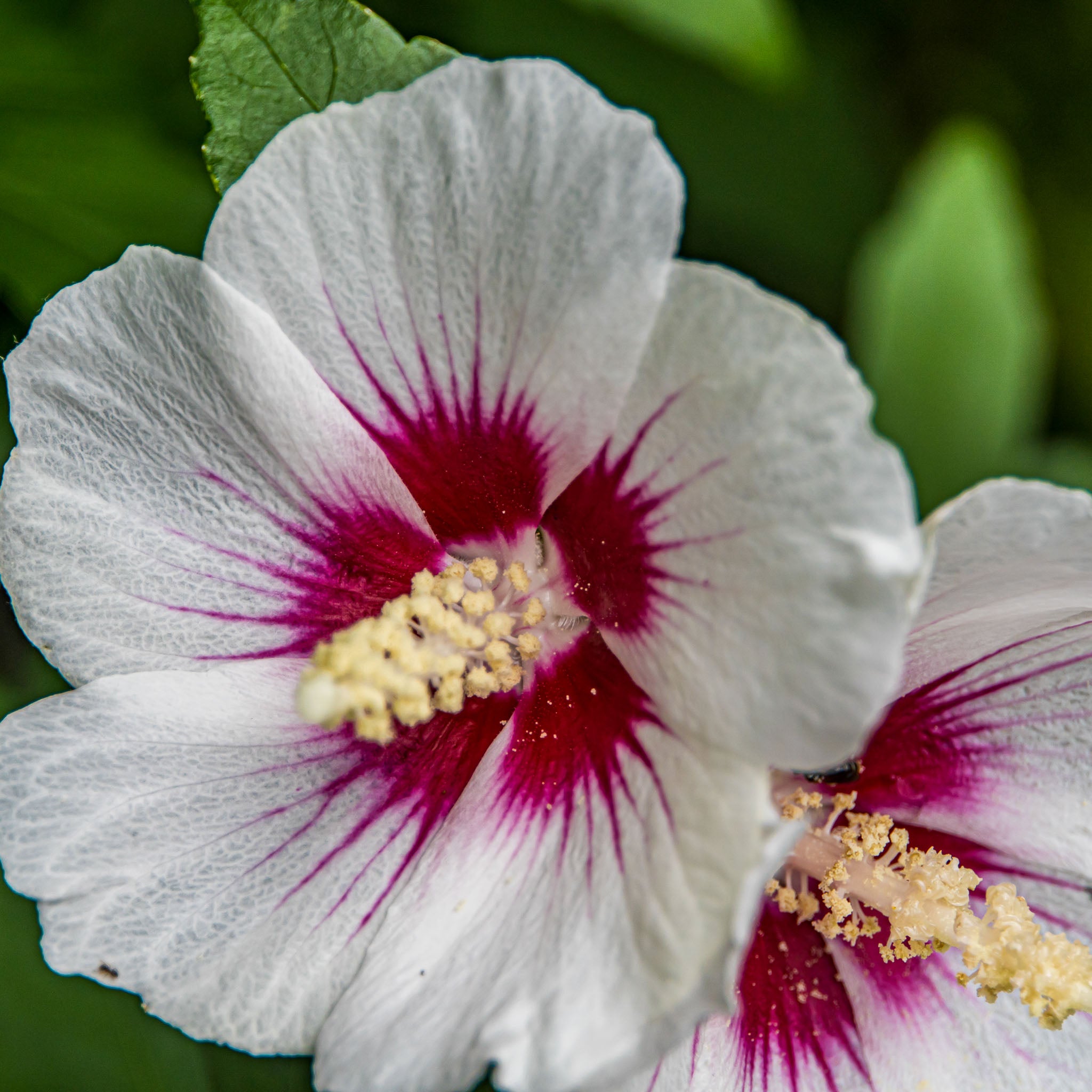 Hibiskus 'Red Heart'