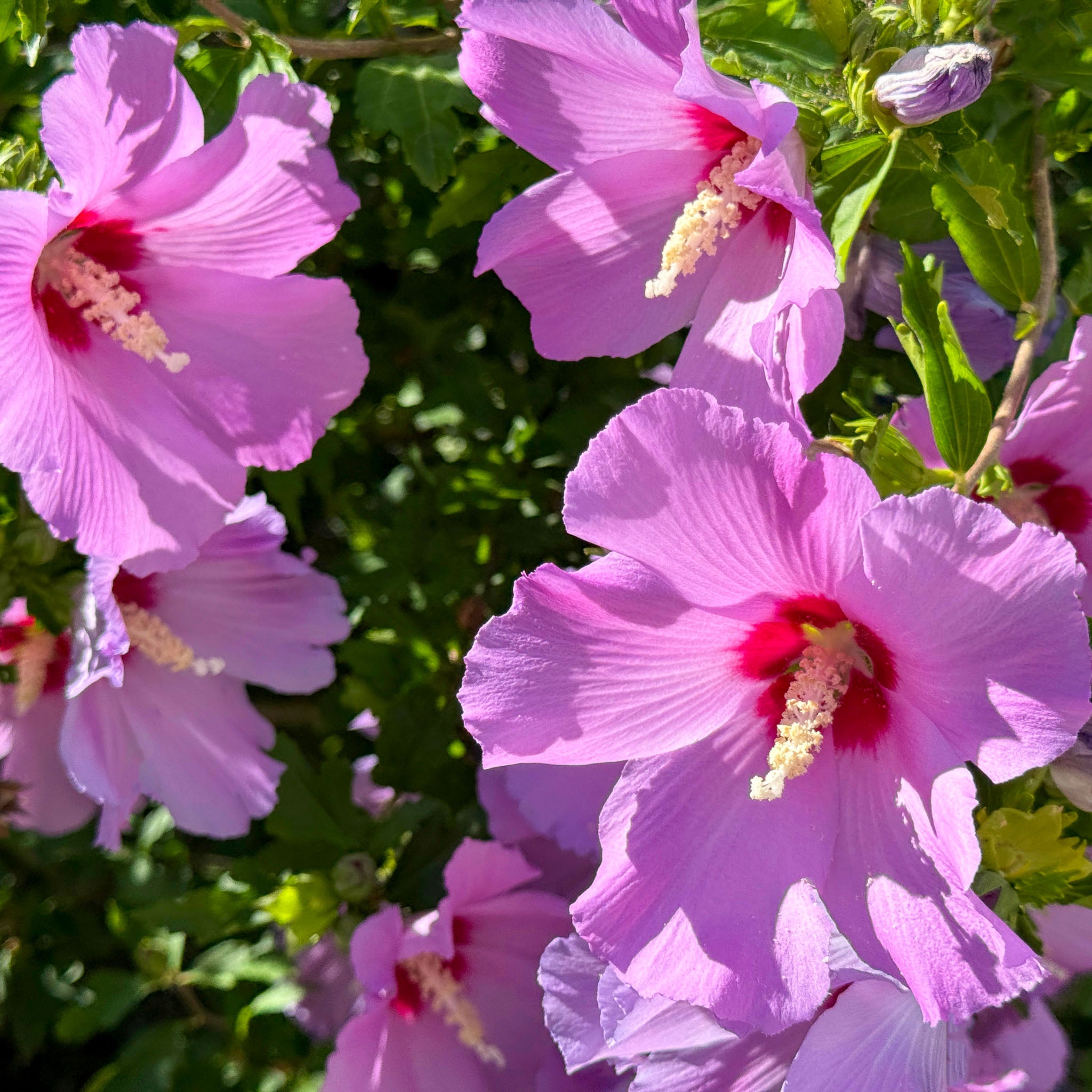 Hibiskus 'Woodbridge'