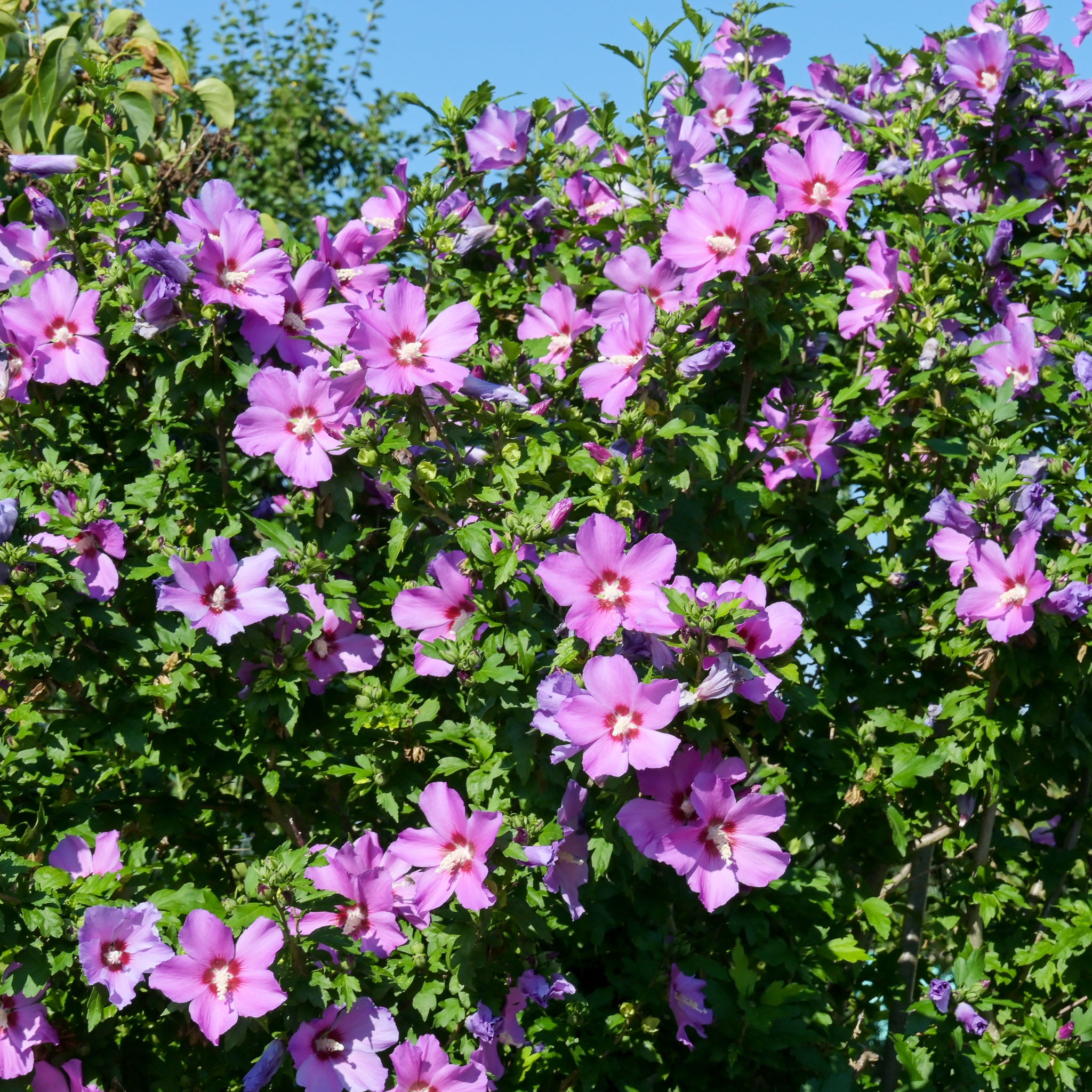 Hibiskus 'Woodbridge'
