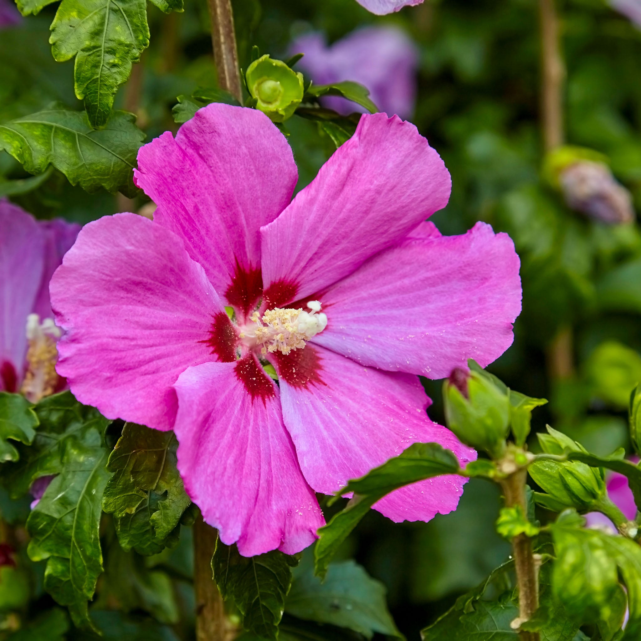 Hibiskus 'Woodbridge'